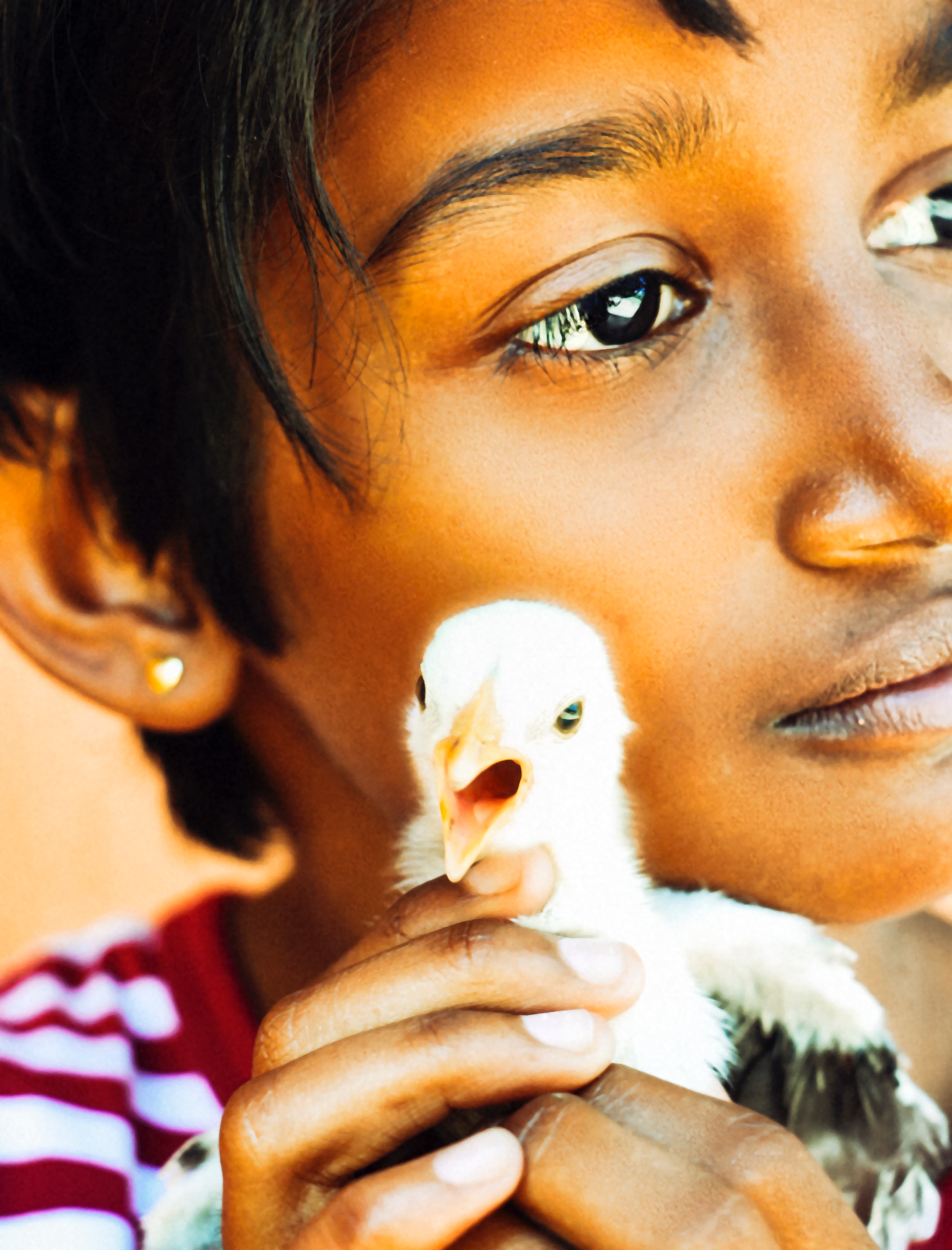 Child Holding White Chick, Chick, Child, Eyes, Face, HQ Photo