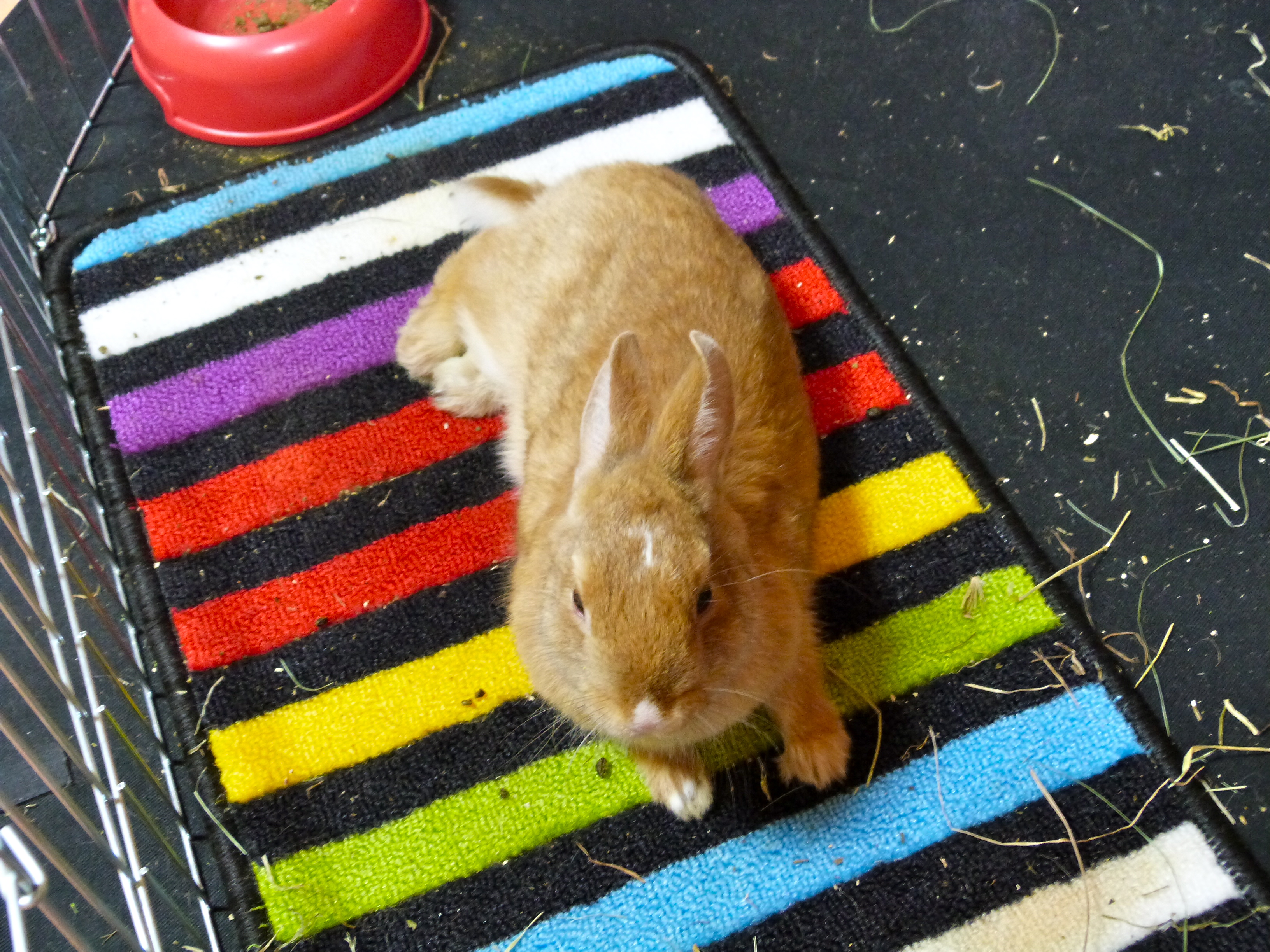 Chilling in her favorite spot, Bunny, Cute, Domestic, Down, HQ Photo