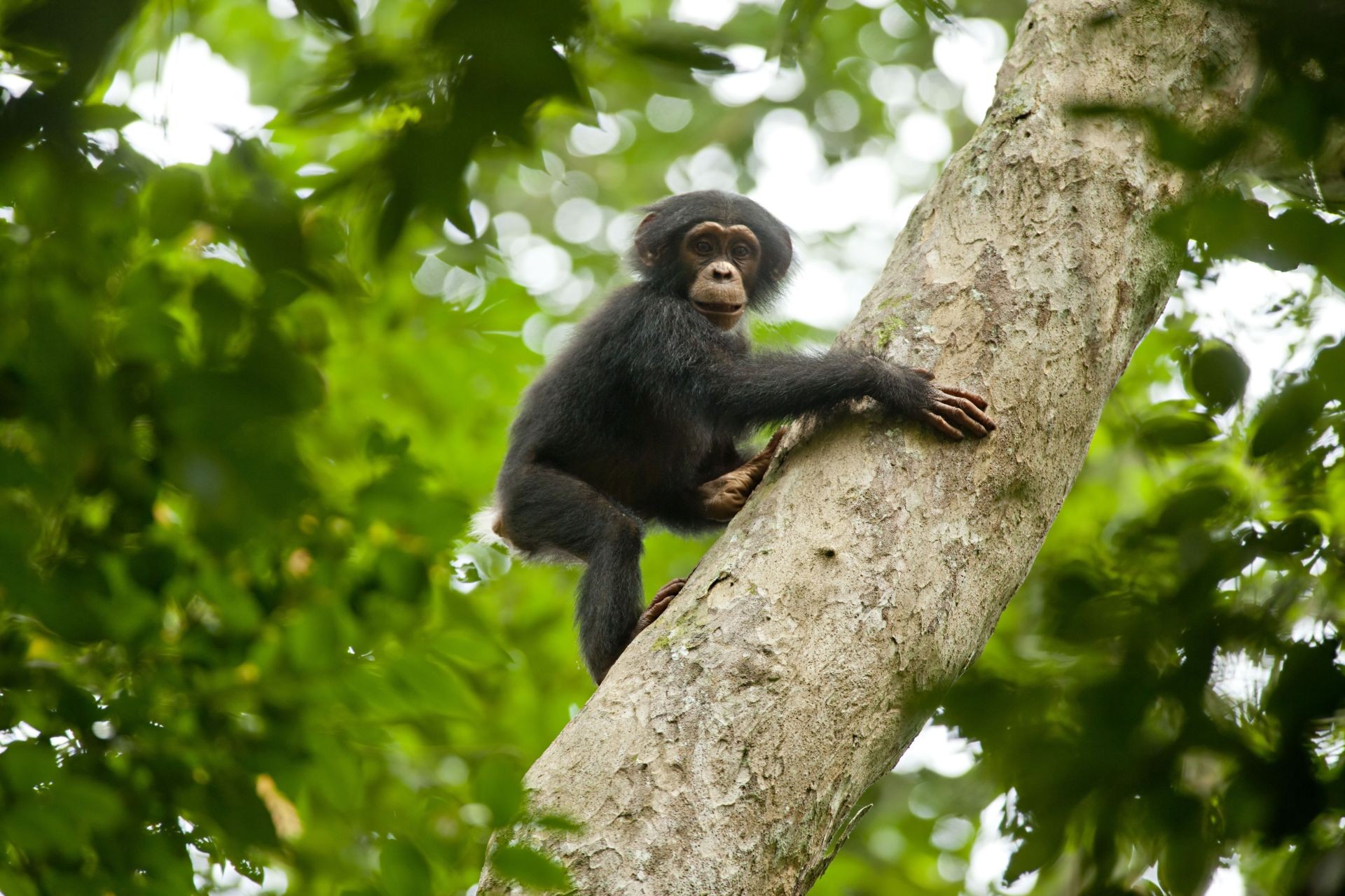 Forest Life : Chimpanzee