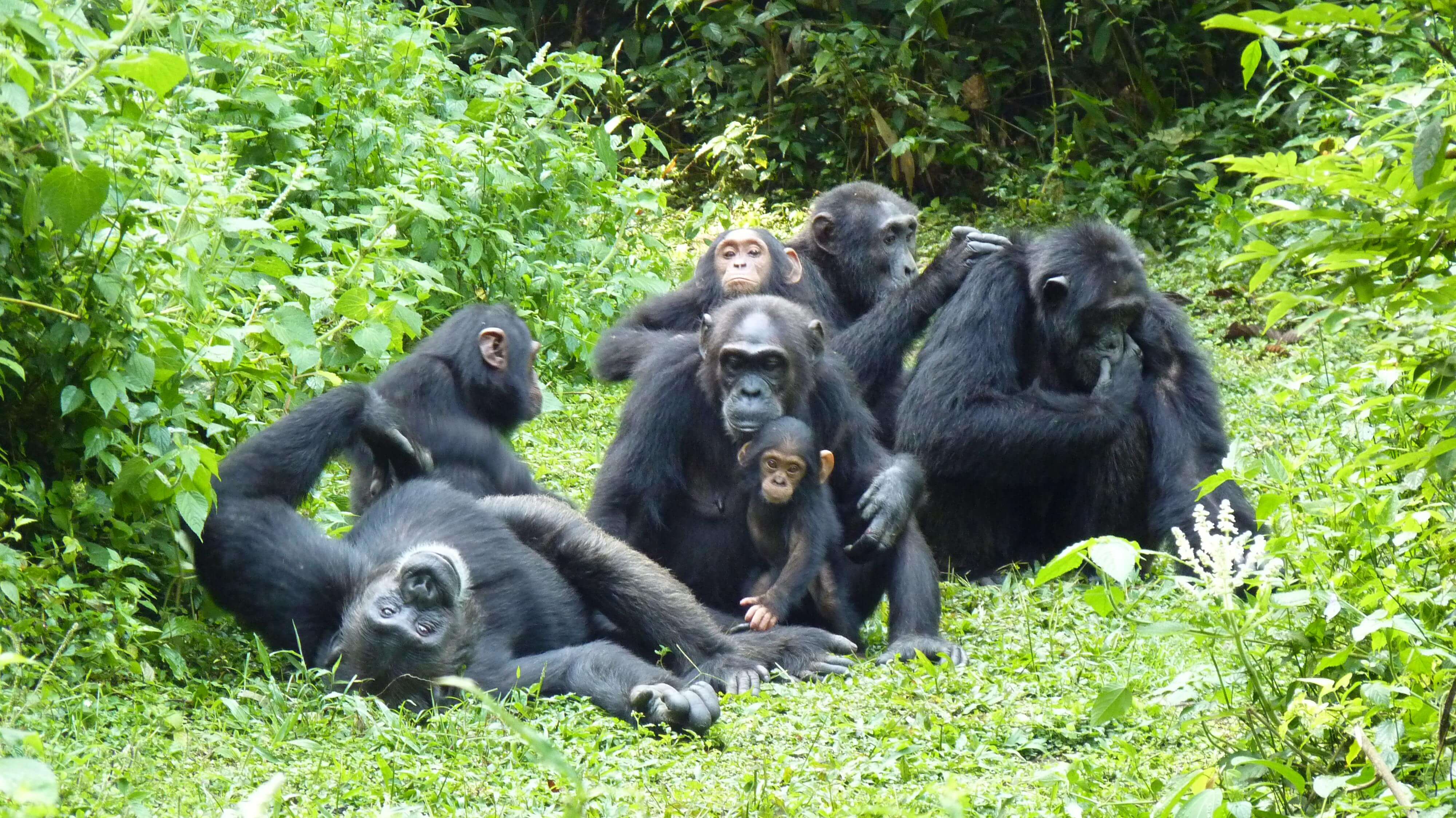 20 Day meet the Chimpanzee/ Climb the snow-capped Rwenzori / tree ...