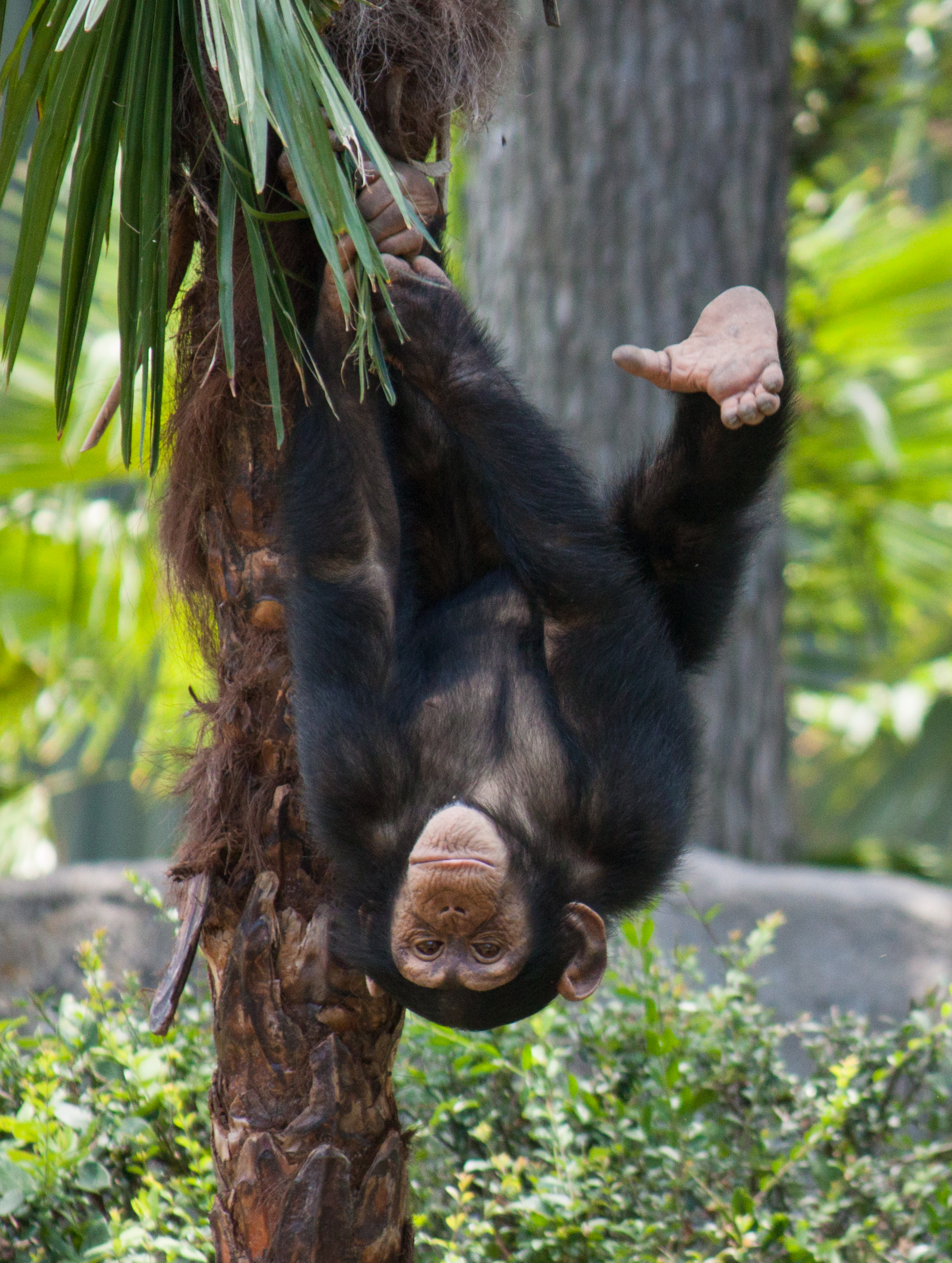 Chimpanzee | Dallas ZooHoo!