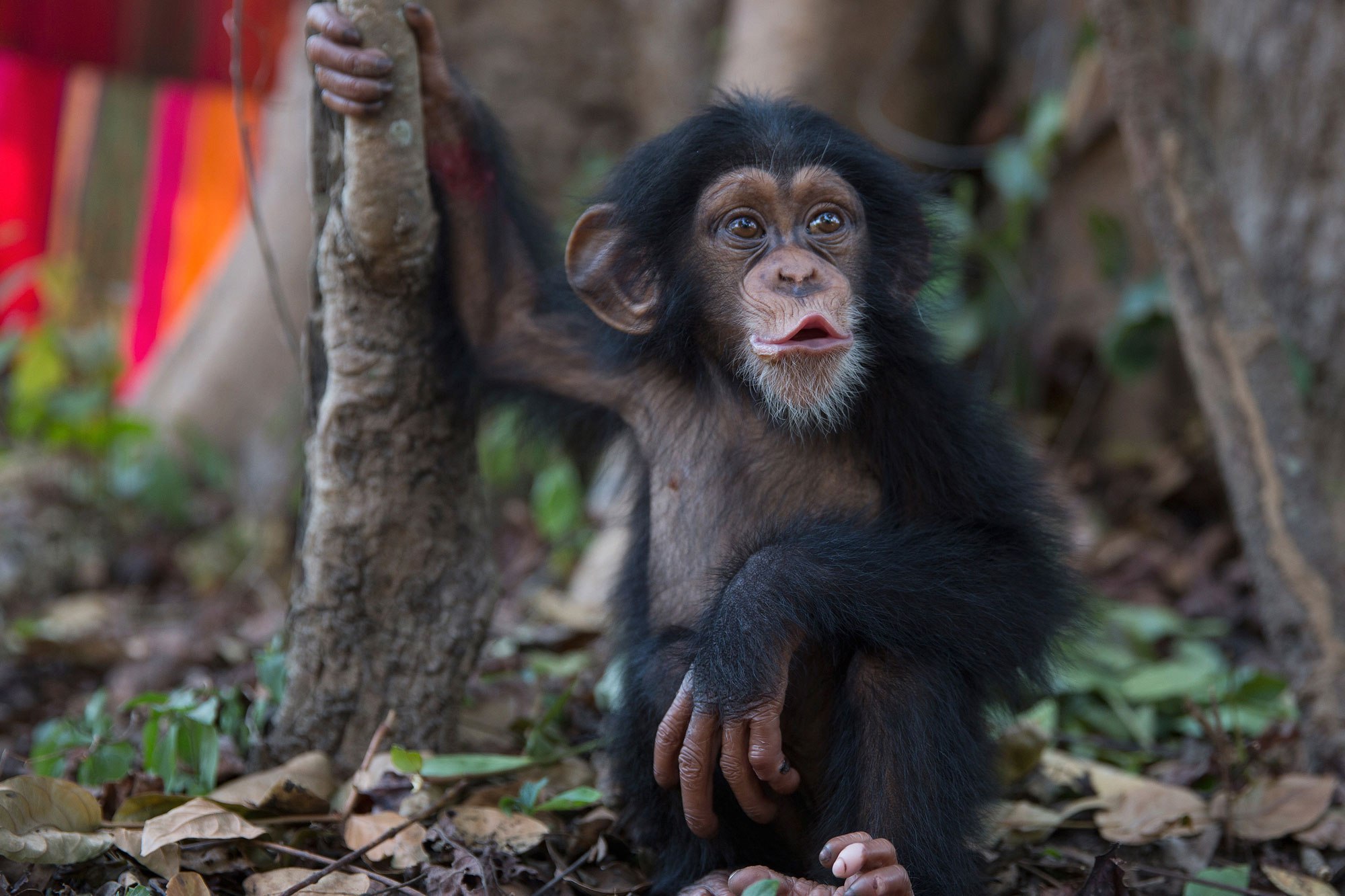 The dark, violent underworld of the baby chimp market