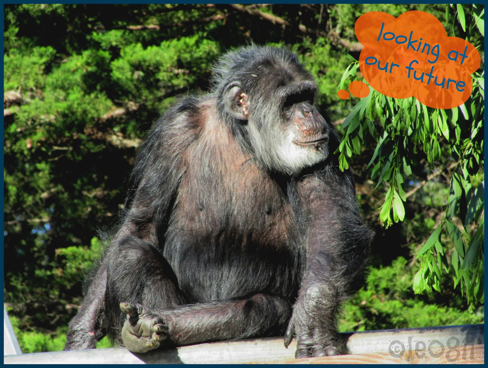 Save San Francisco Zoo Chimps - UPDATES!: 2017