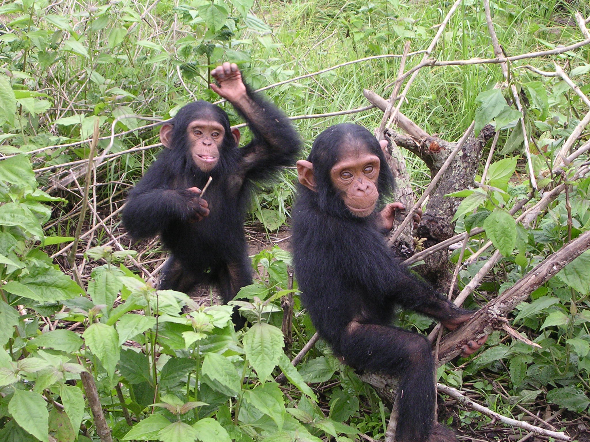 Chimpanzees | AnimalWise