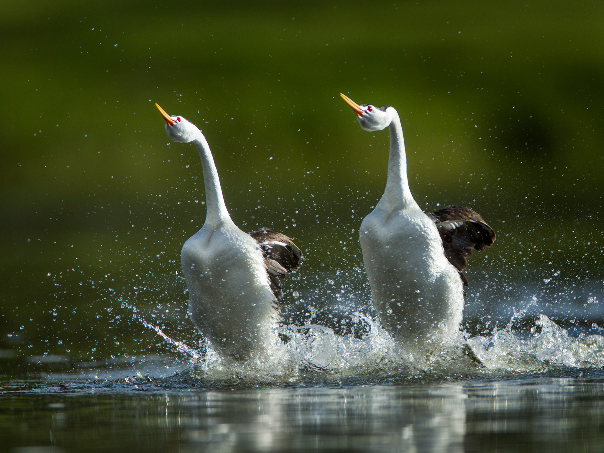 Брачные танцы животных. Западноамериканская поганка. Птица бежит по воде. Птицы на воде. Птица бегающая по воде.