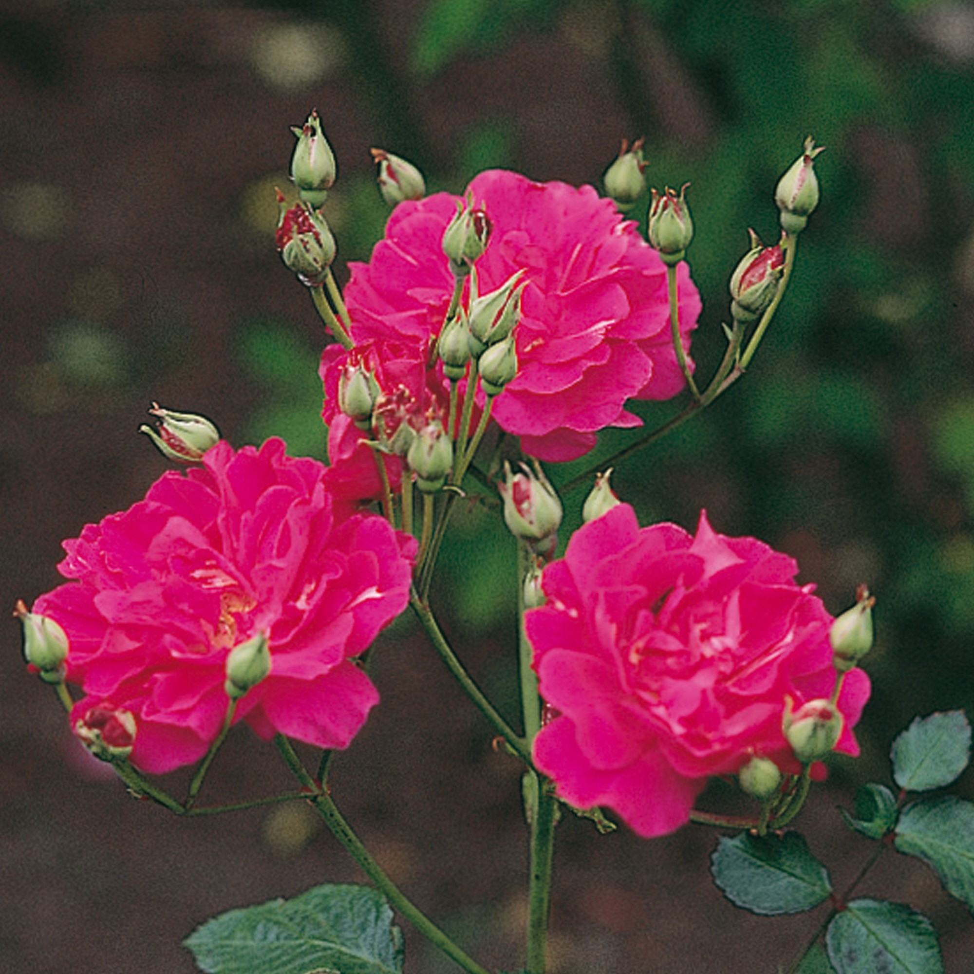 China Roses - David Austin Roses