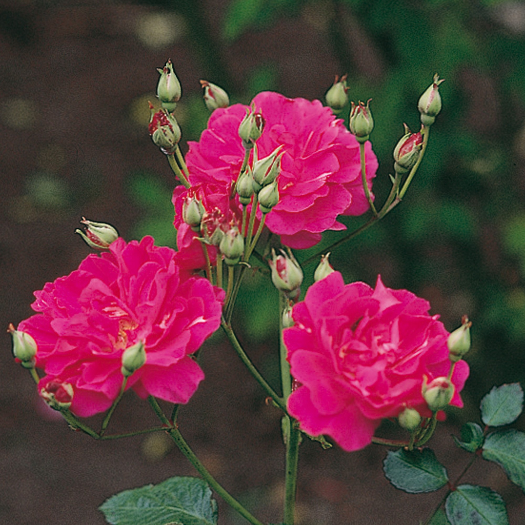 Free Photo China Rose China Flower Rose Free Download Jooinn