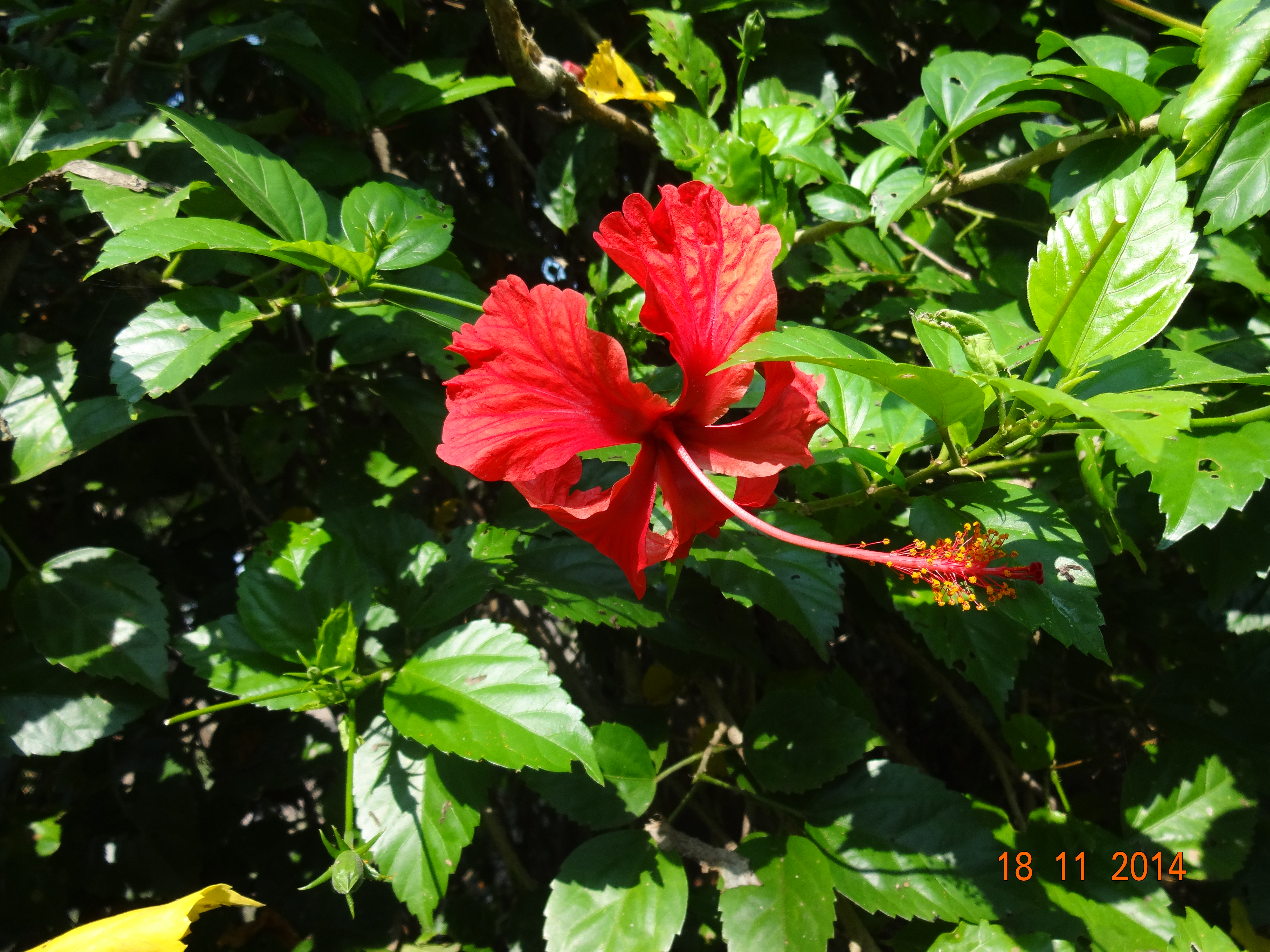 File:China Rose (Mandara).JPG - Wikimedia Commons