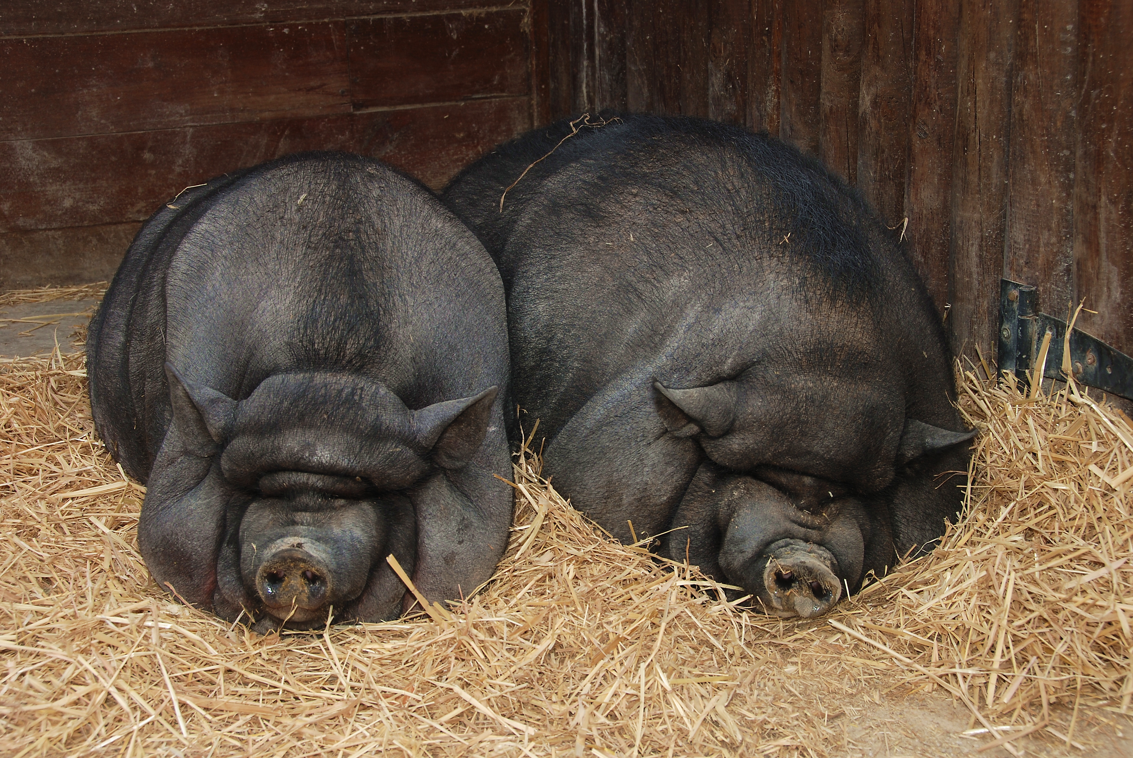 Free photo: Chinese Black Pig - Animal, Tree, Tail - Free Download - Jooinn