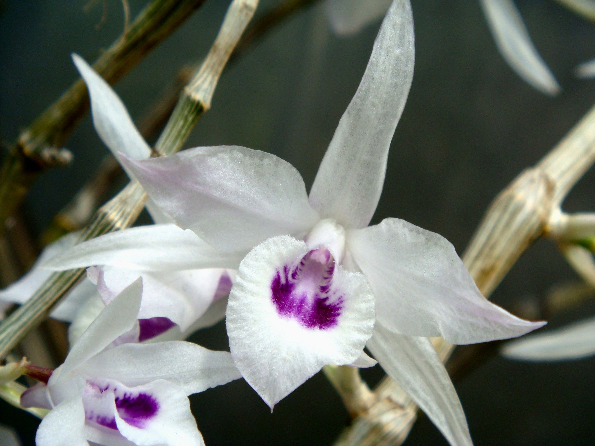 Chinese butterfly orchid photo