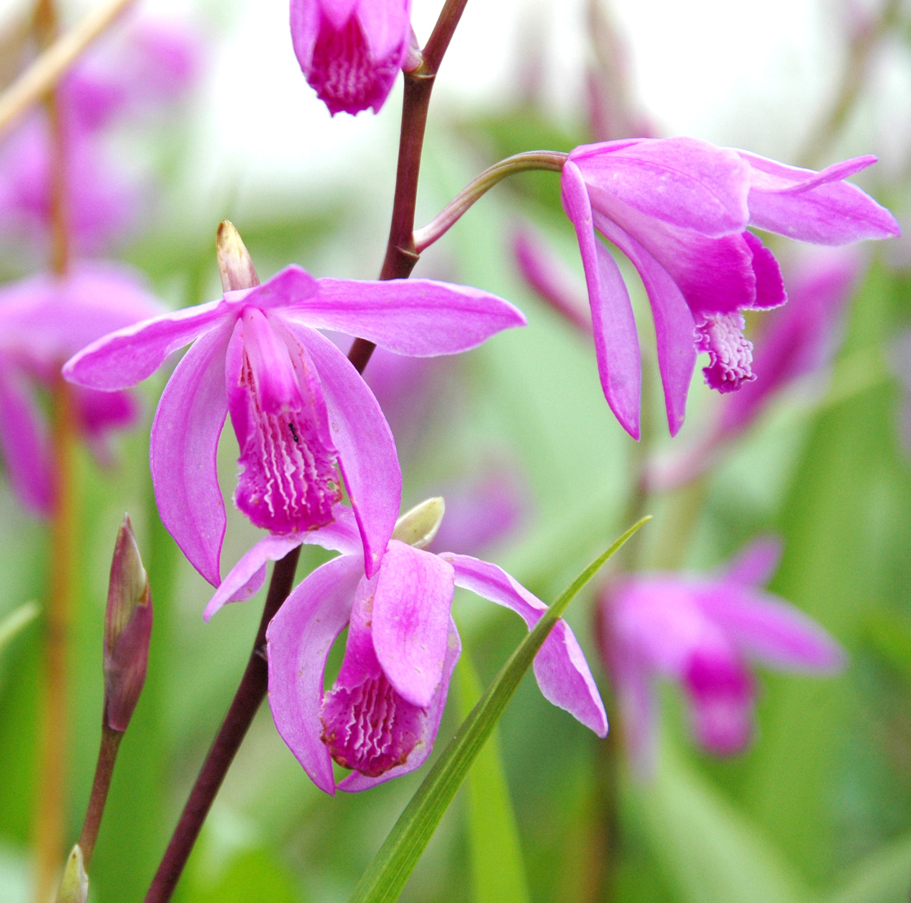 5 Crazy Things You Didn't Know About Orchids | Smithsonian Insider
