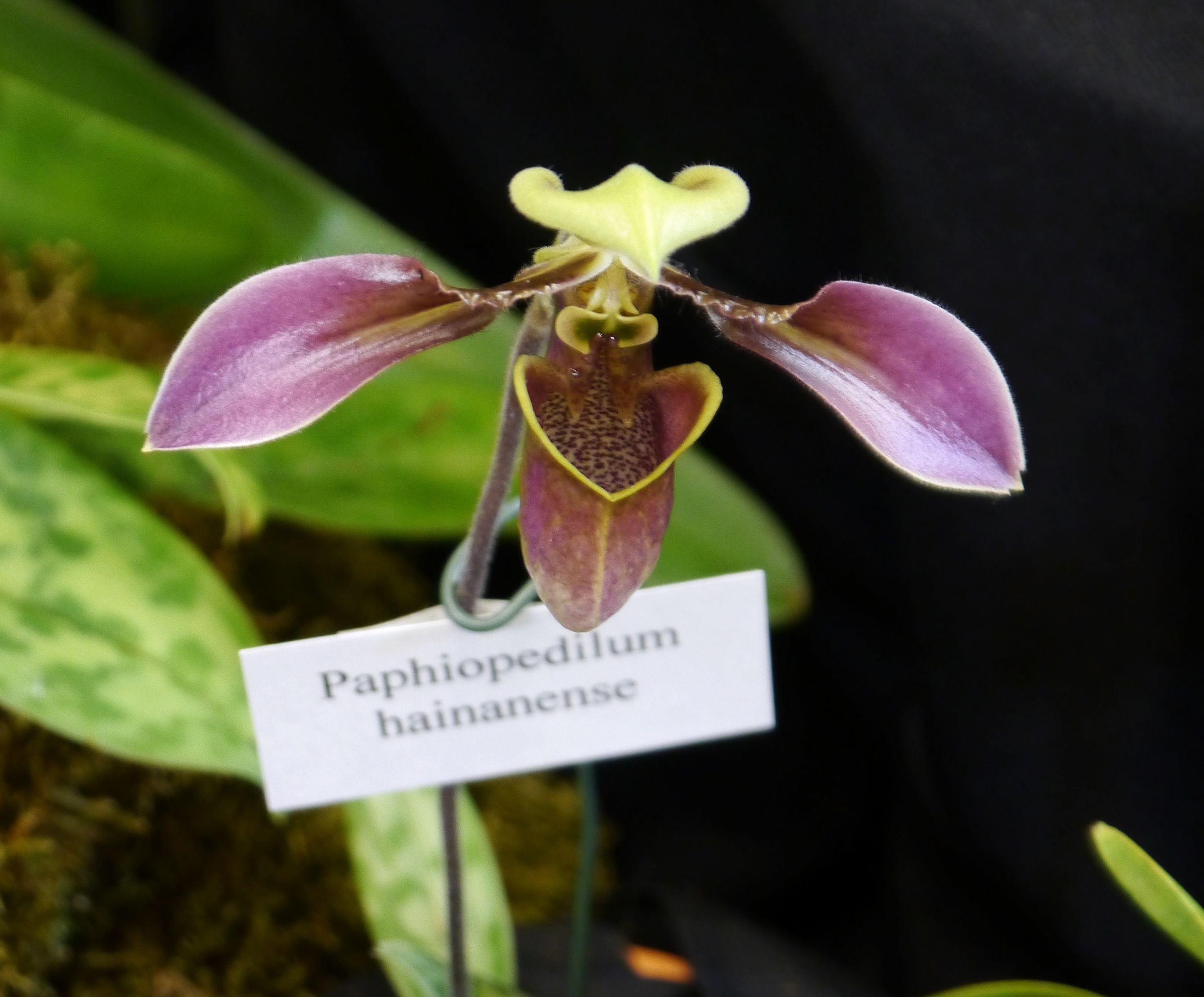 Paphiopedilum hainanense, a species in the appletonium group, that ...