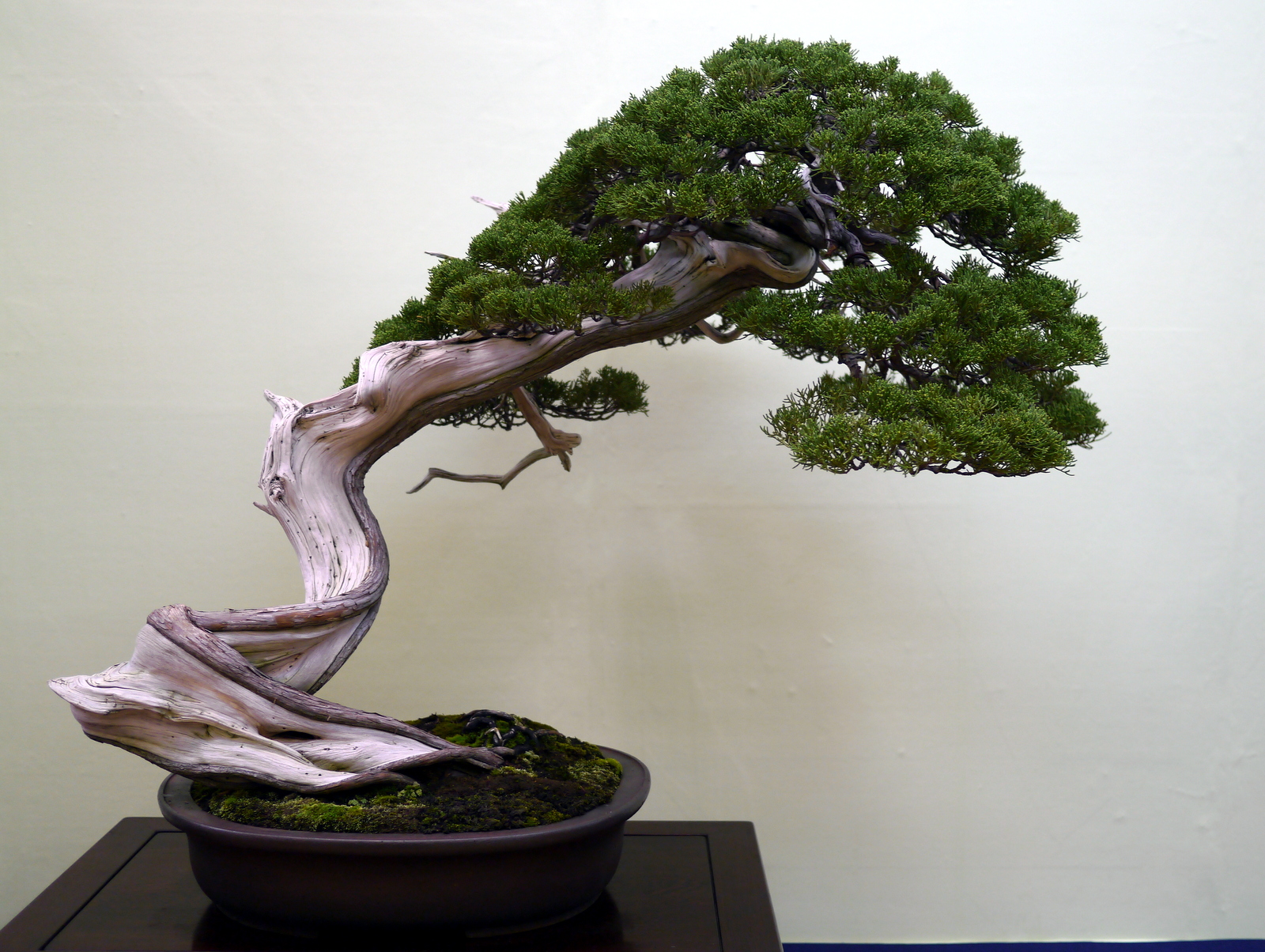 Chinese juniper bonsai photo