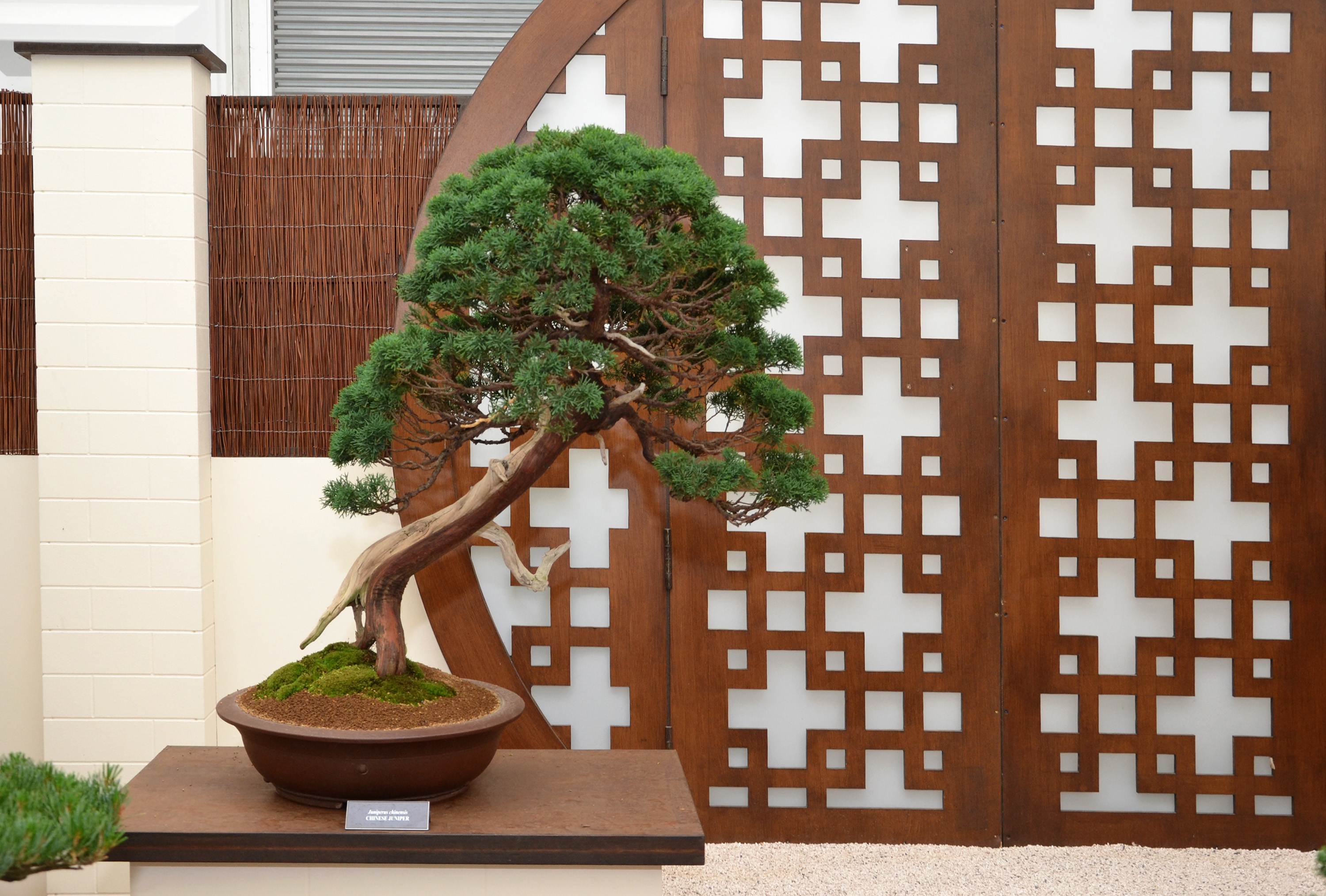Chinese juniper bonsai photo