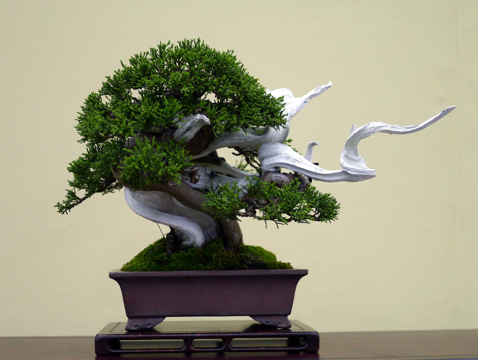 Bonsai Japan :: Chinese juniper