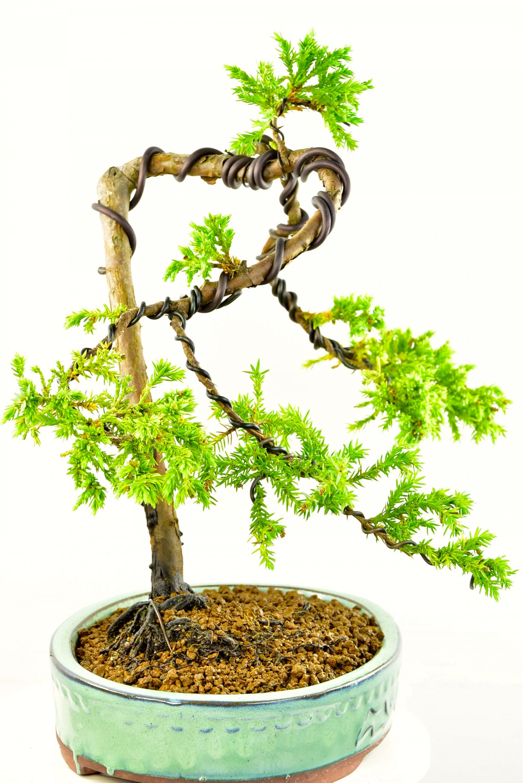Styled Chinese Juniper Bonsai Tree