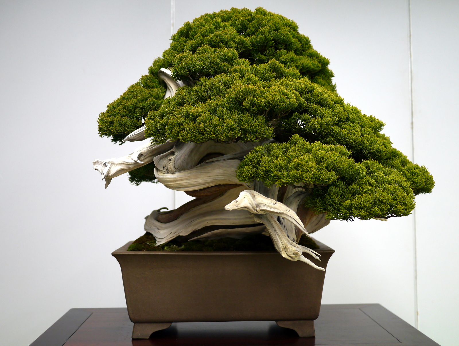 Bonsai Japan :: Chinese juniper