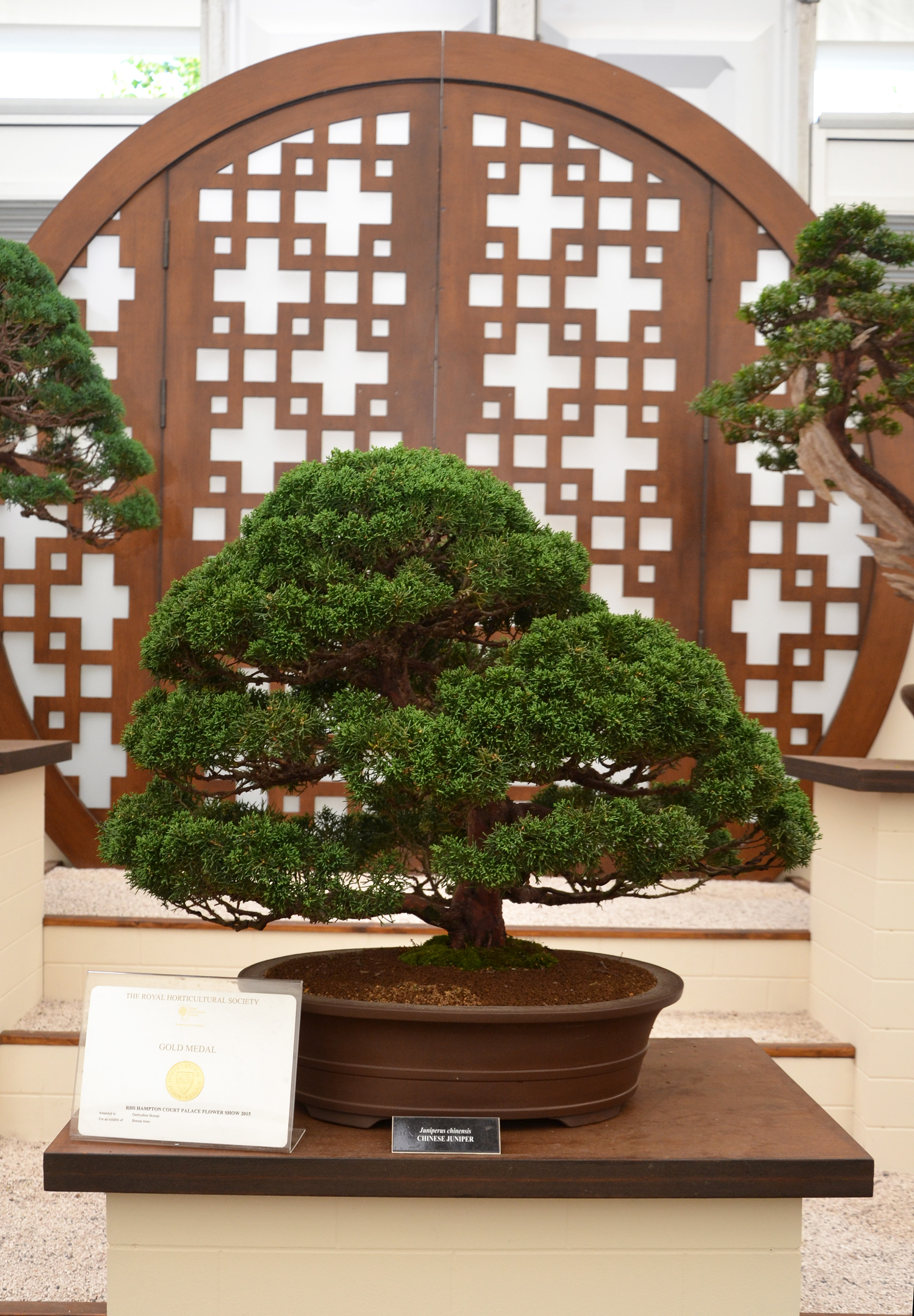 Chinese juniper bonsai tree photo