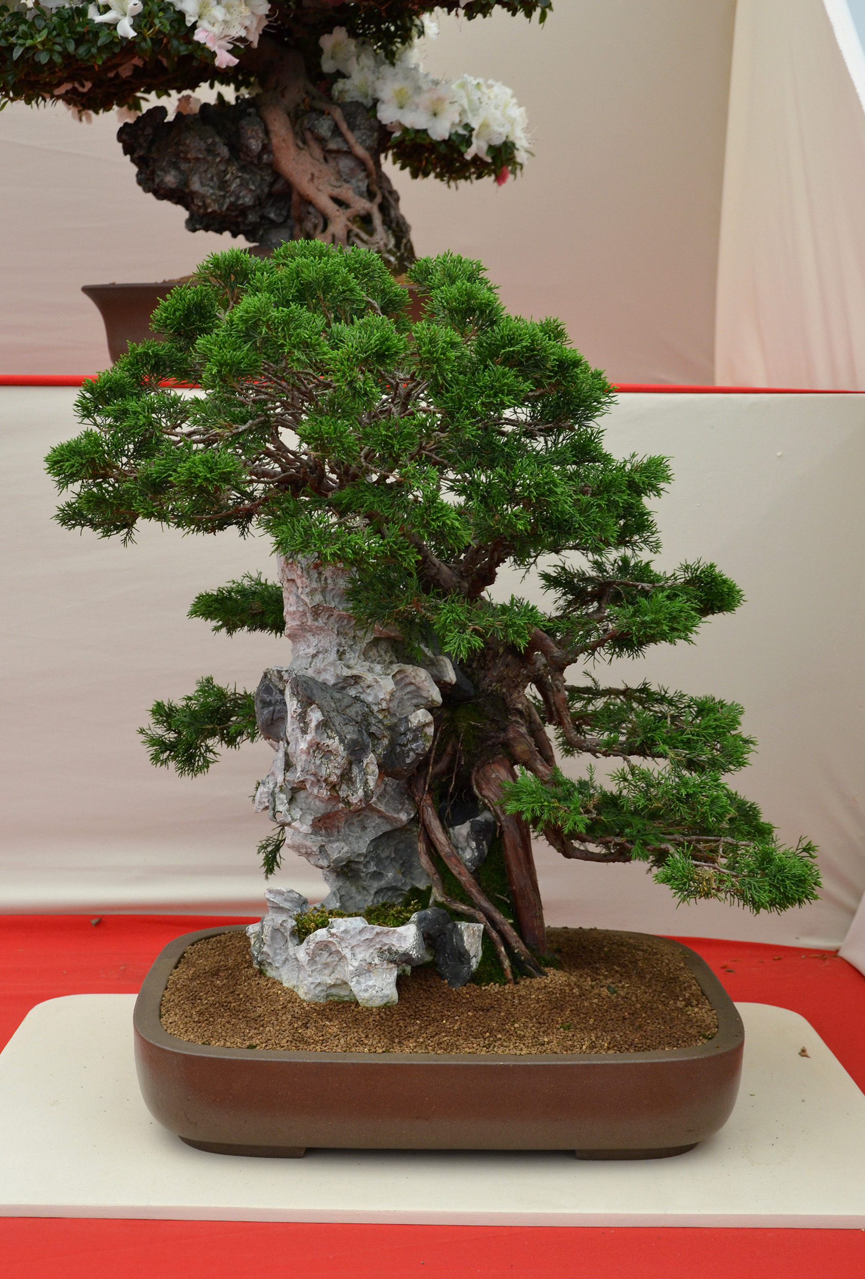 Chinese juniper over rock bonsai photo