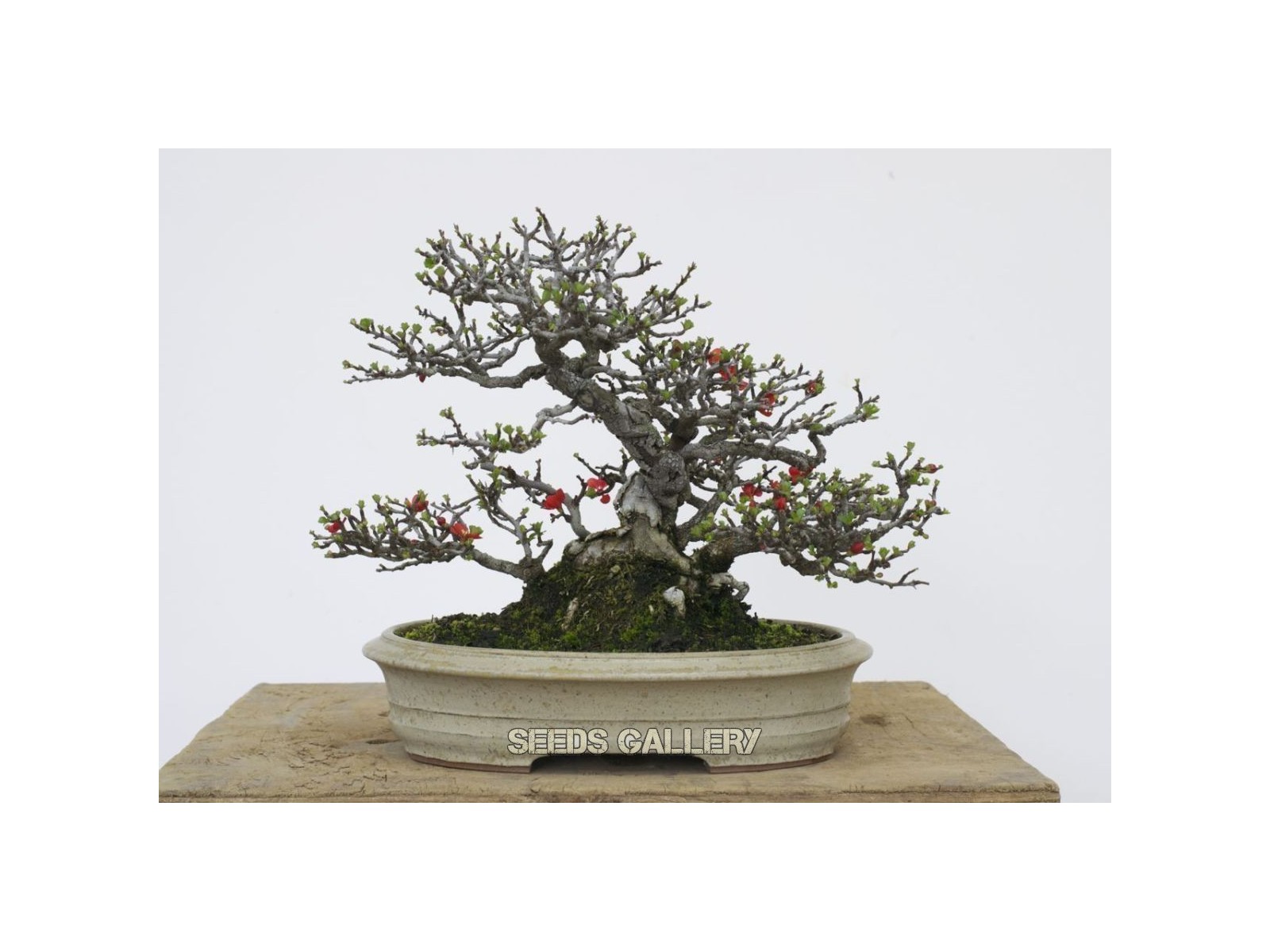 Quince bonsai tree photo