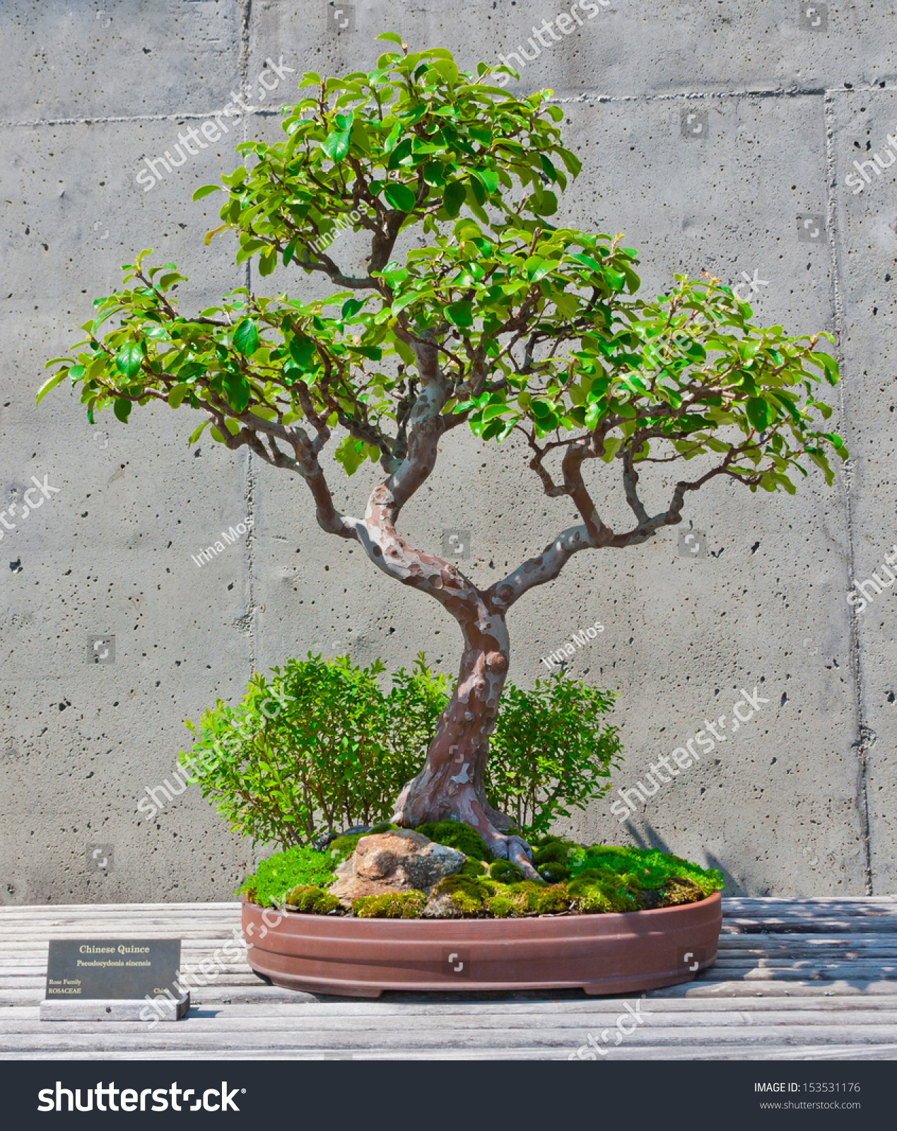 Royalty-free A bonsai miniature of a Chinese Quince … #153531176 ...