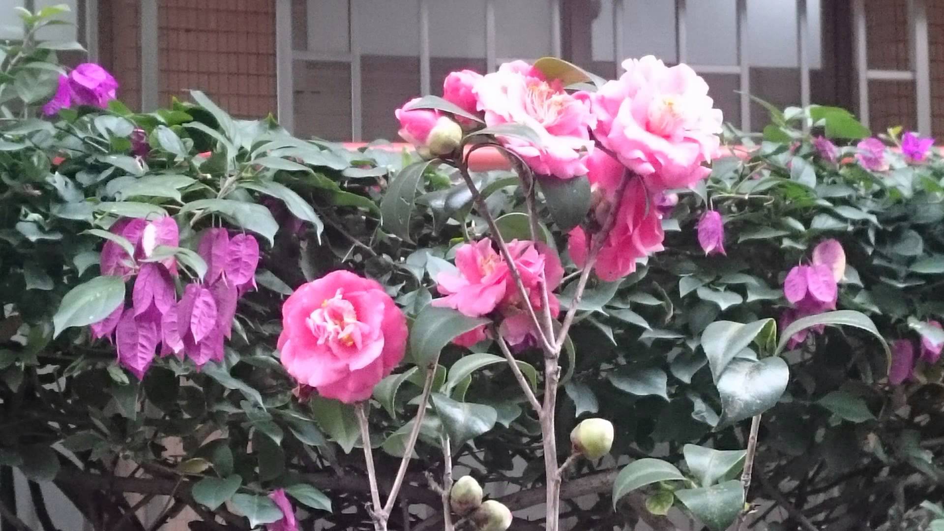 Rosa chinensis China Rose Chinese rose 月季中國玫瑰(no music) - YouTube