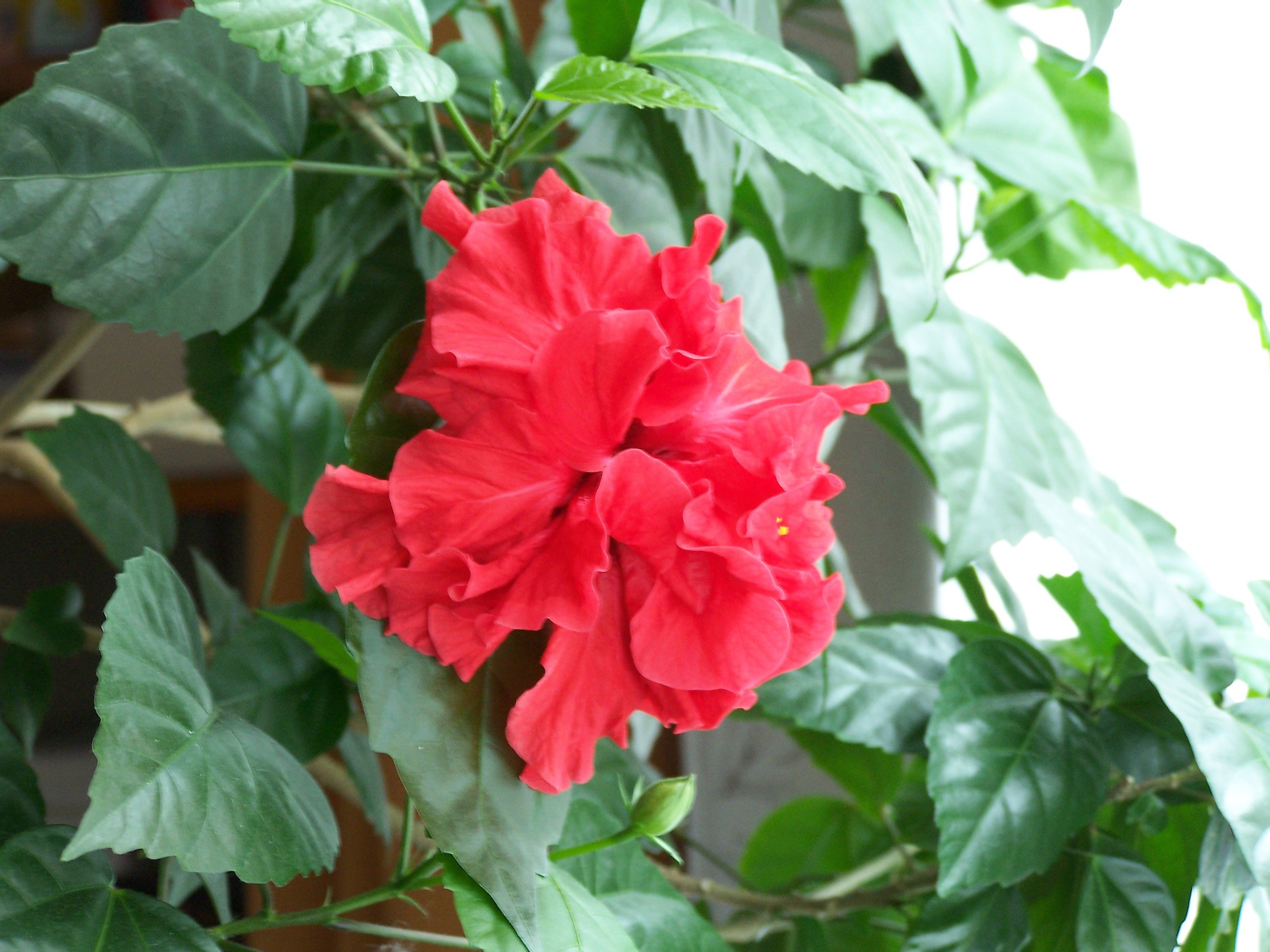 File:Chinese rose hibiscus.jpg - Wikimedia Commons