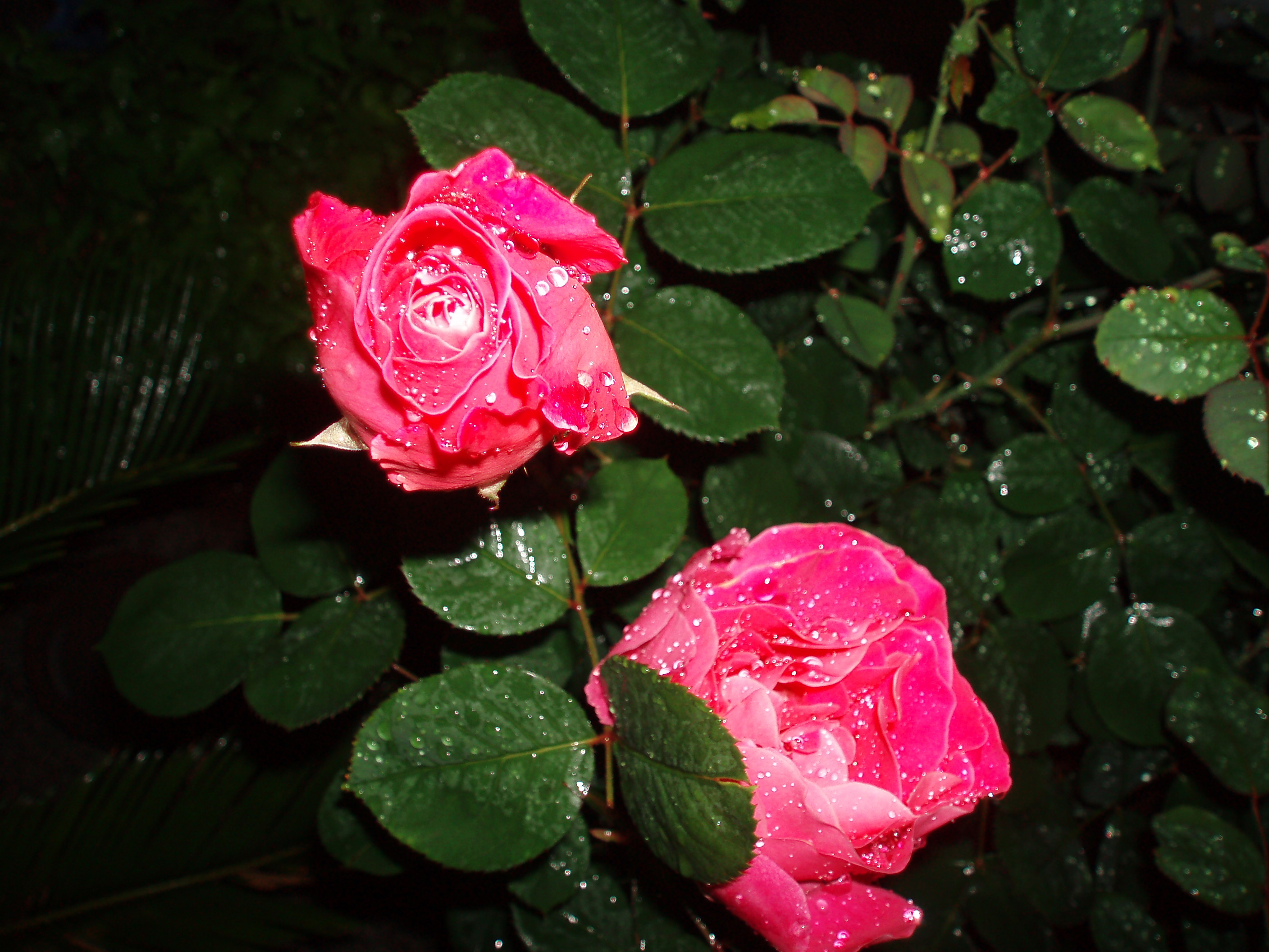 File:Chinese-Rose.jpg - Wikimedia Commons