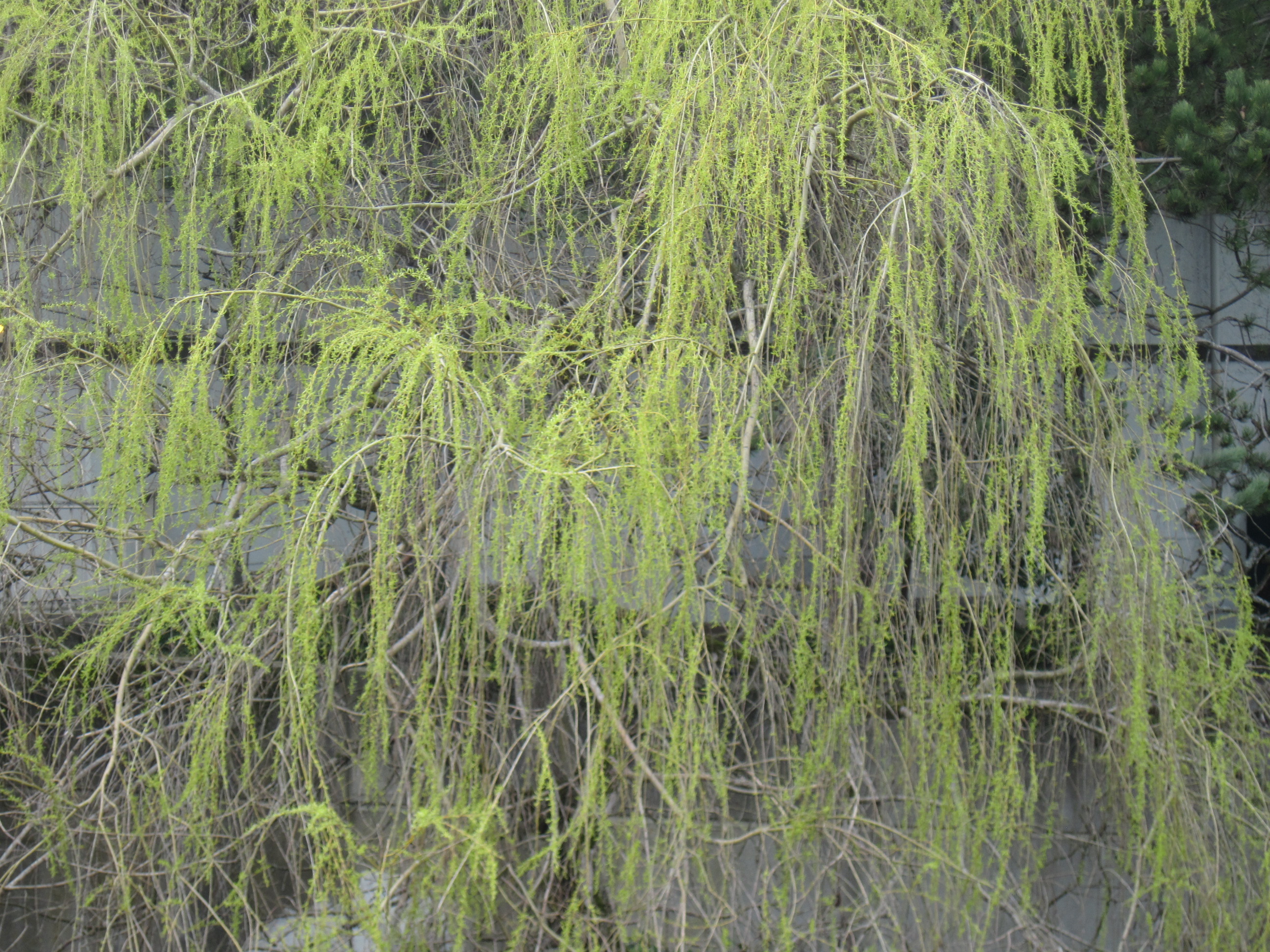 Specific trees: painting Willow | followmybrushmarks