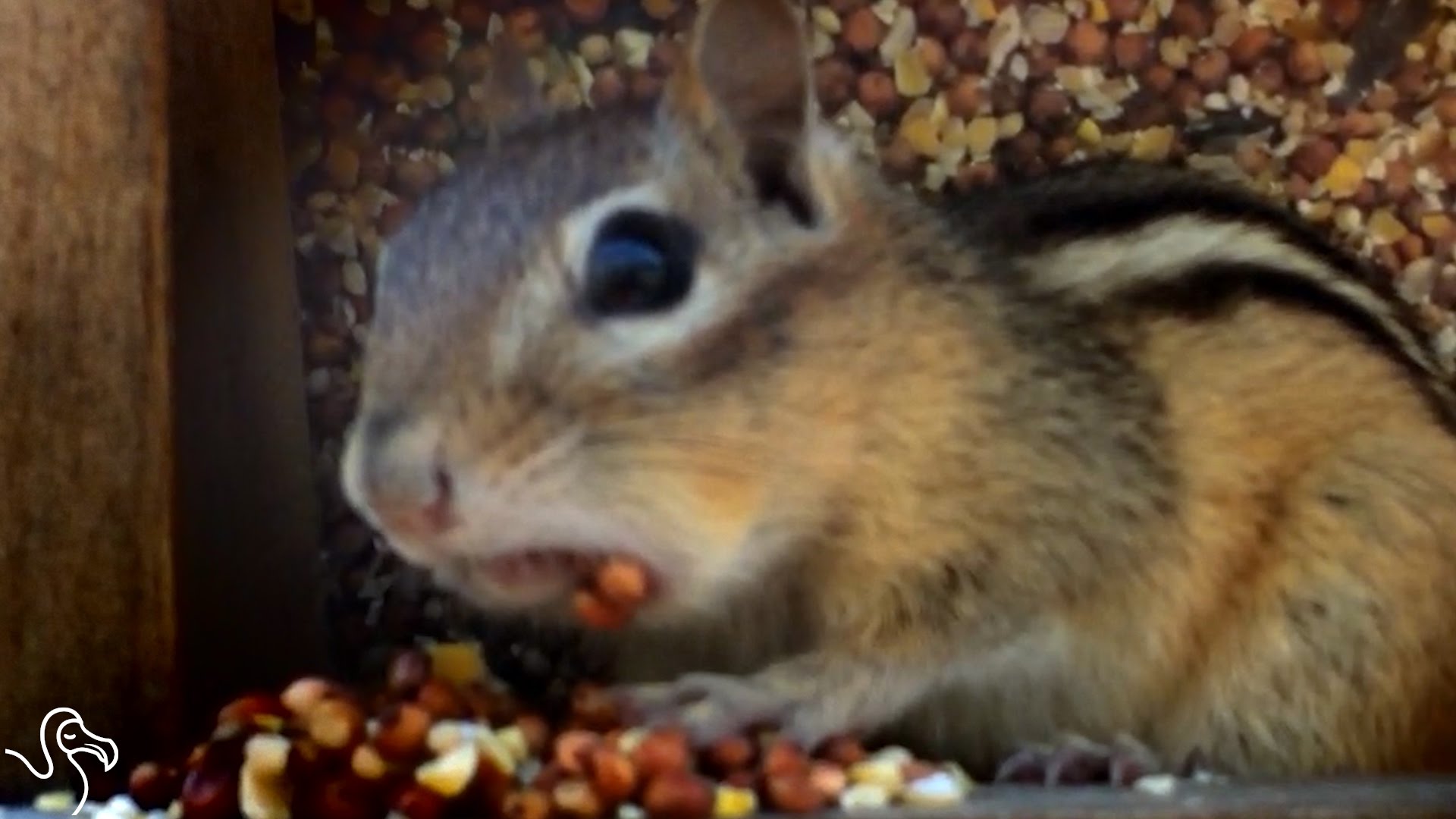 Chipmunk Discovers The Limits Of Stuffing Nuts In His Cheeks - YouTube