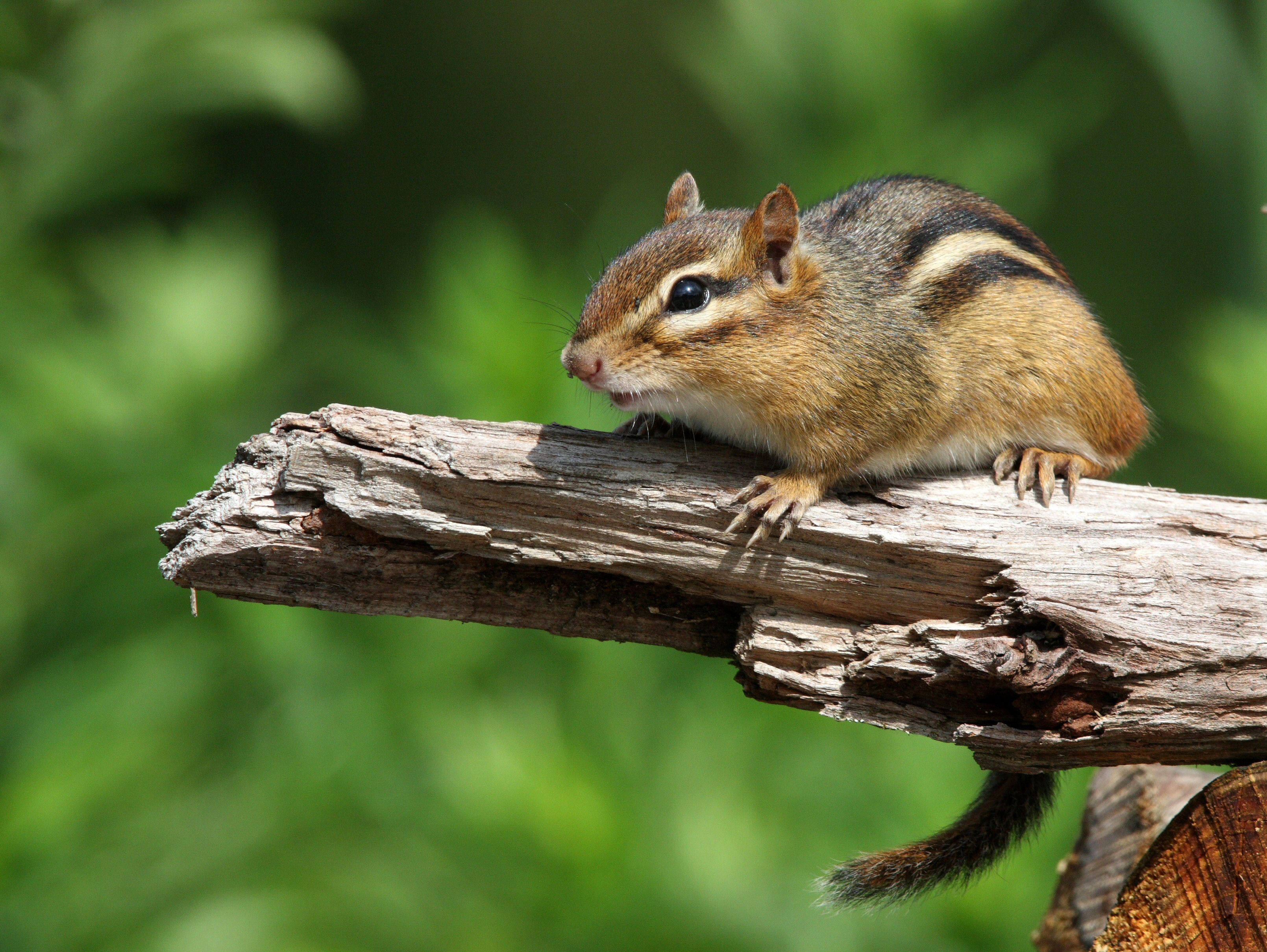 How to deal with problem Chipmunk in Massachusetts | WildlifeHelp.org