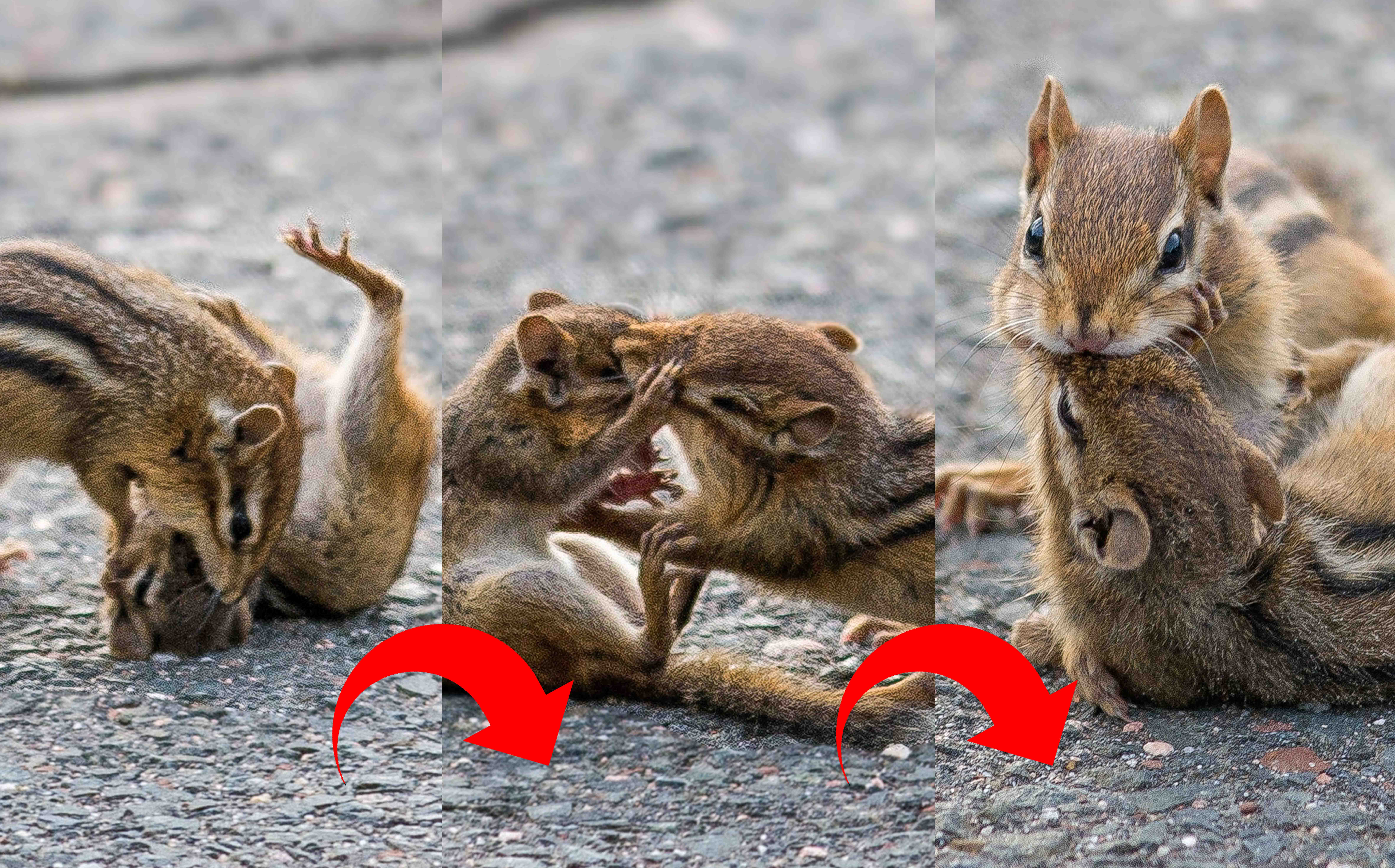 That's nuts! Hilarious snaps show chipmunk fight being broken up by ...