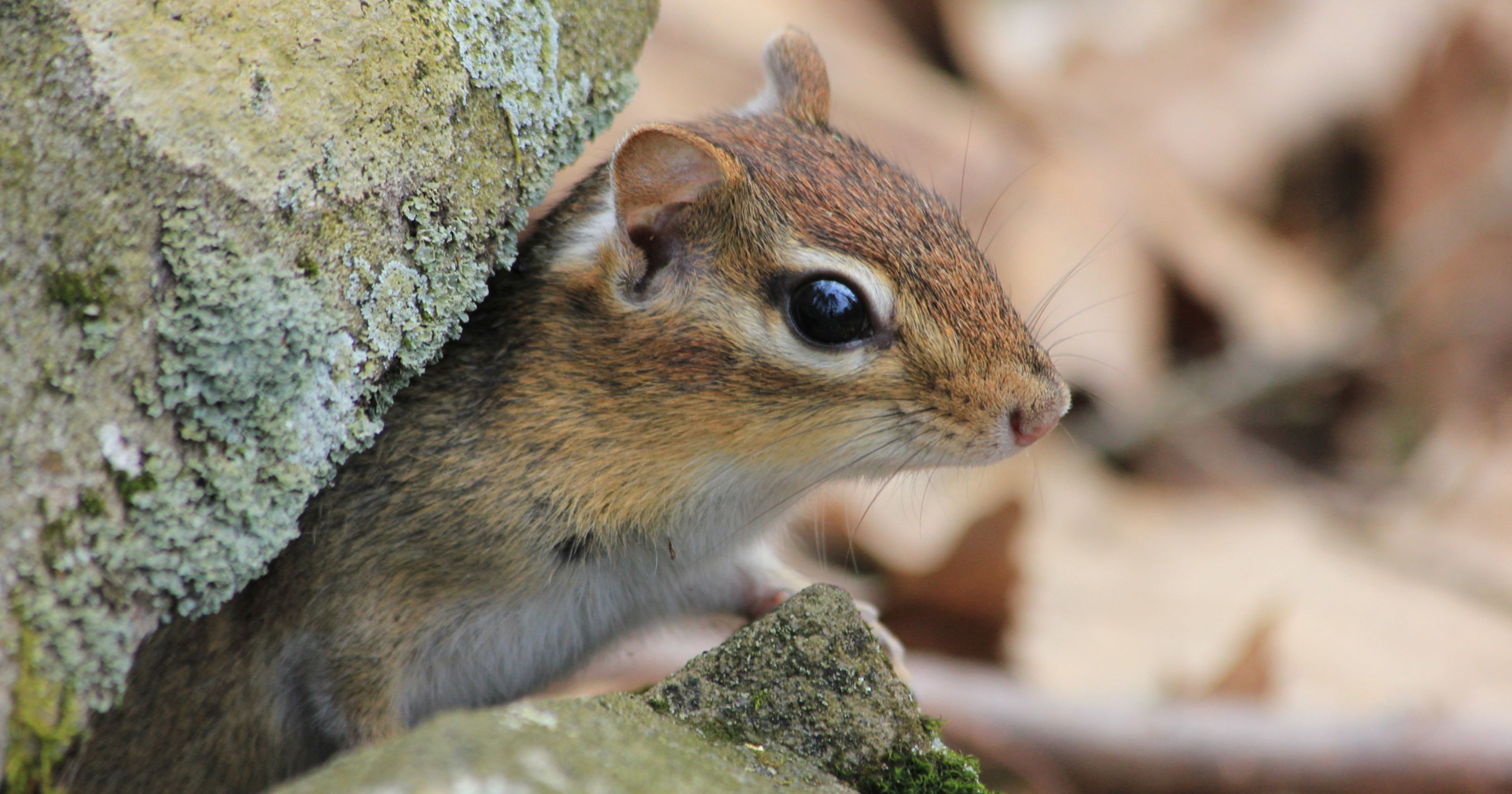 Chipmunks are booming, but get ready for more