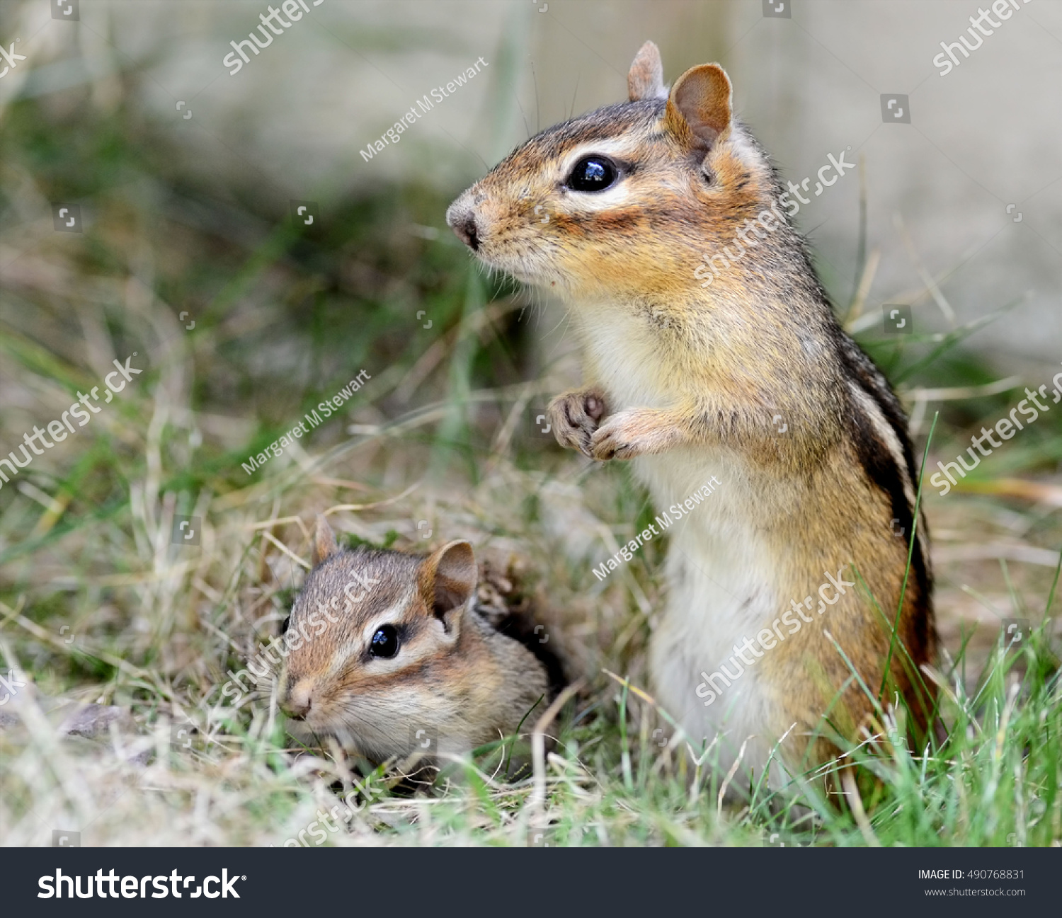 Closeup Mother Chipmunk Her Adorable Baby Stock Photo (100% Legal ...