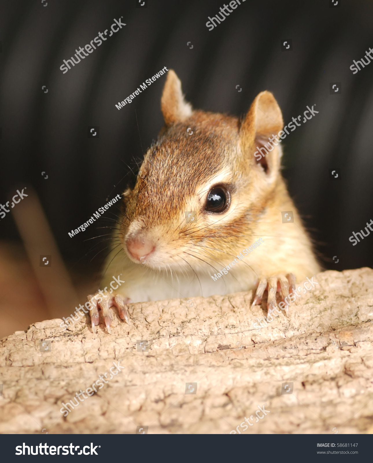 Closeup Female Chipmunk Stock Photo 58681147 - Shutterstock