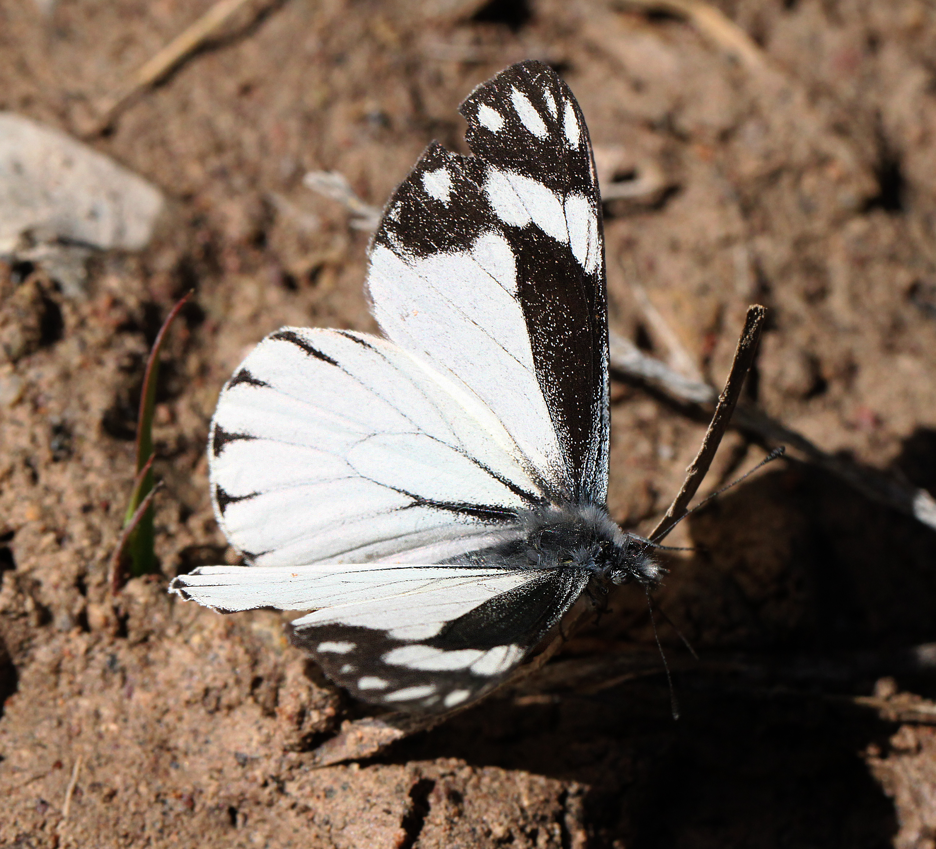 CHIRICAHUA WHITE (Neophasia terlooii) (11-1-11) male, sawmill cyn, huachuca mts, az -02, Animal, Butterfly, Insect, Outdoor, HQ Photo