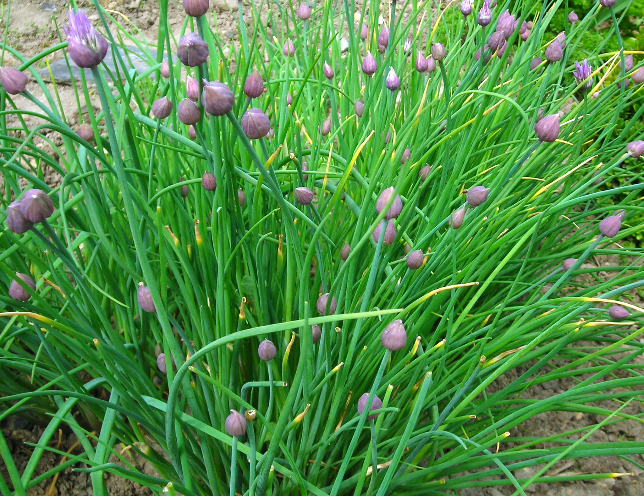 Chives photo