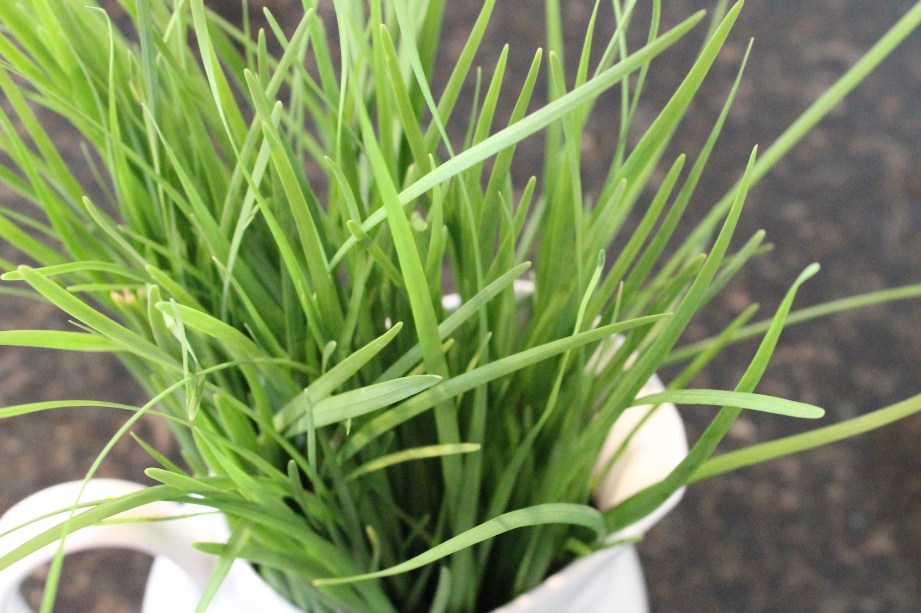 Three Uses for Chives | My Delicious Blog