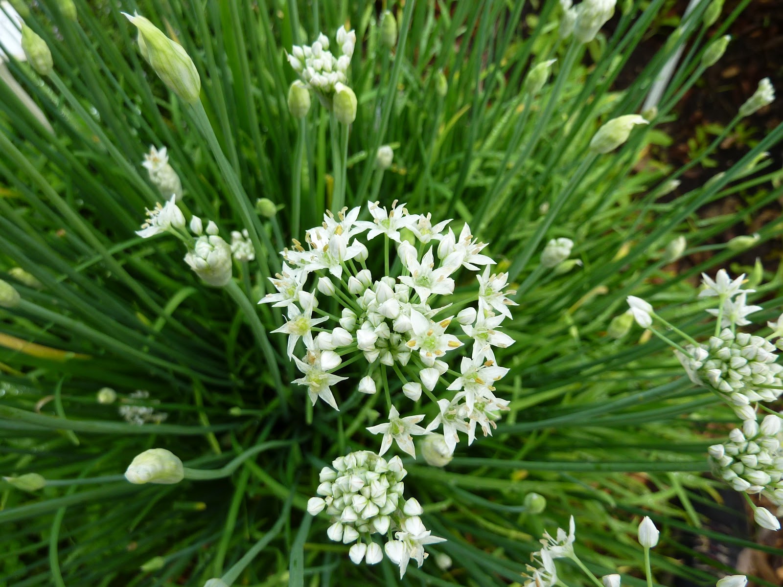 Garlic Chives – Allium tuberosum - Personal and Environmental Solutions