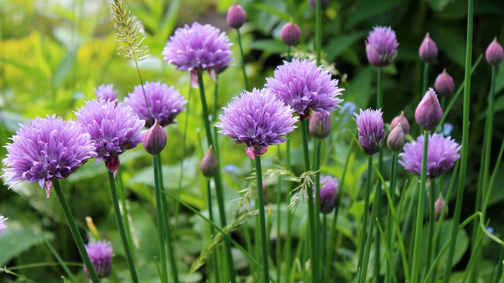 Chives: Planting, Growing, and Harvesting Chives | The Old Farmer's ...