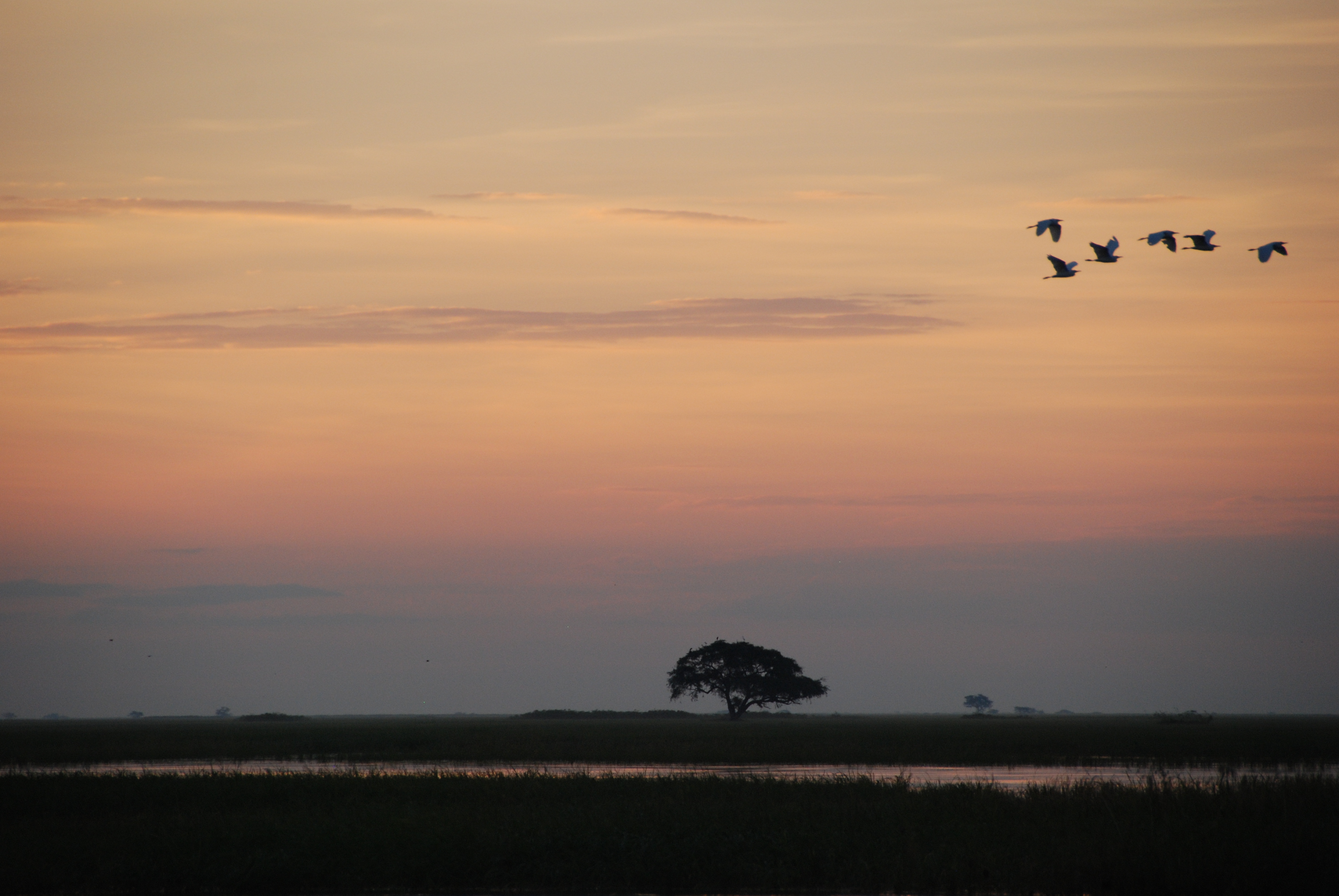 Chobe river sunset, Birds, Botswana, Chobe, Landscape, HQ Photo