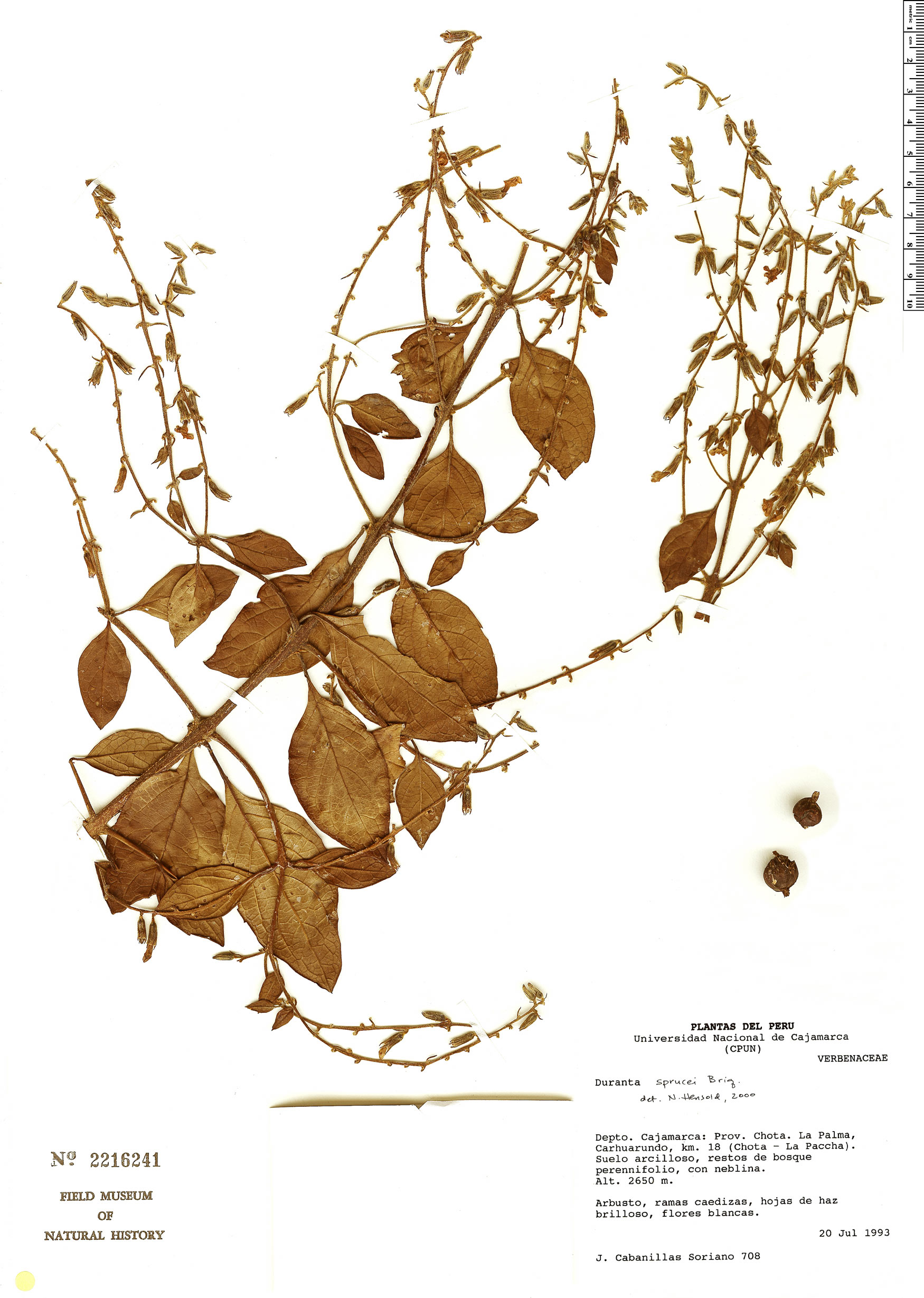 Duranta ssp. - New species