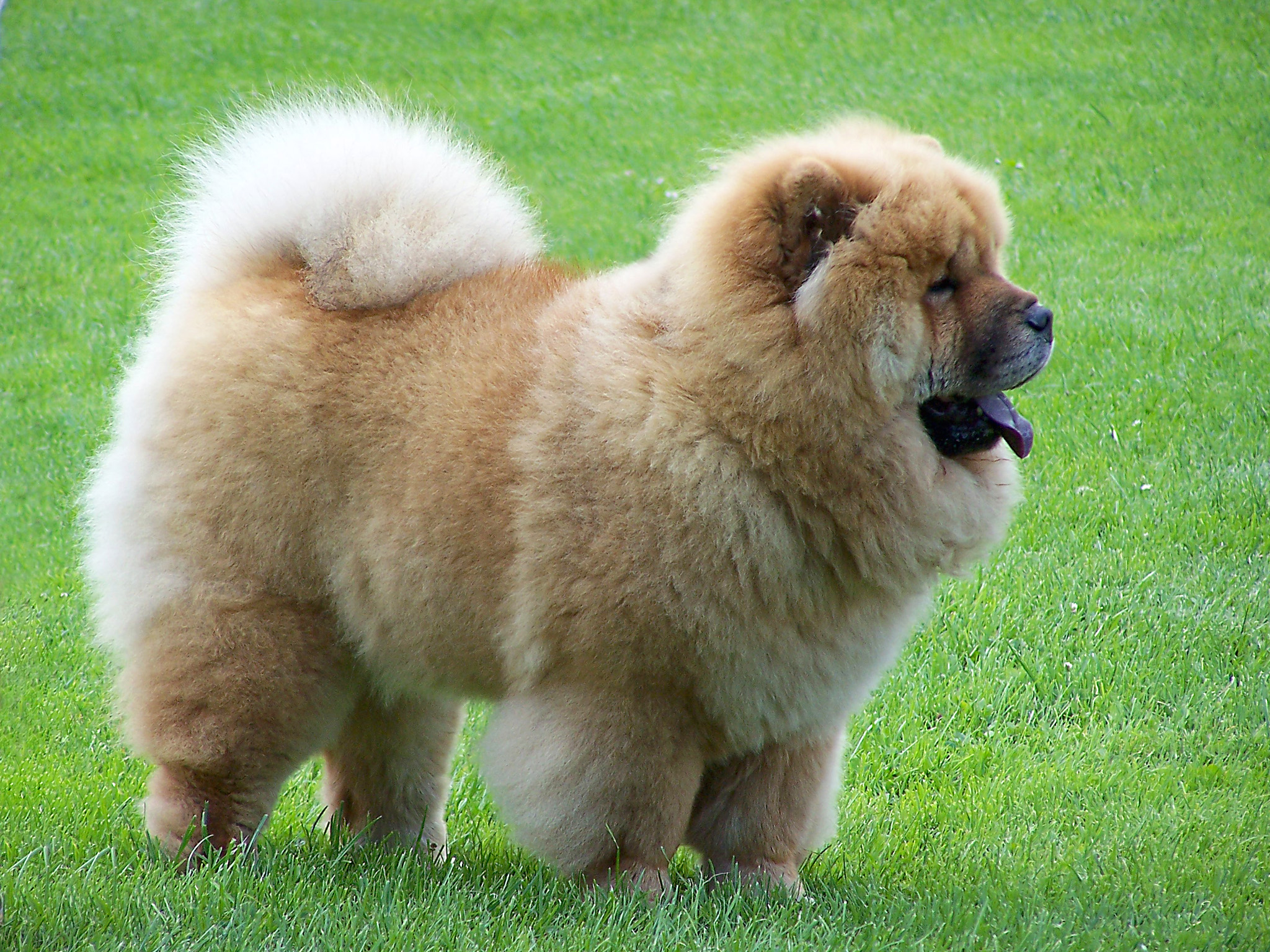 The ancient origins of the Chow Chow - BMC Series blog