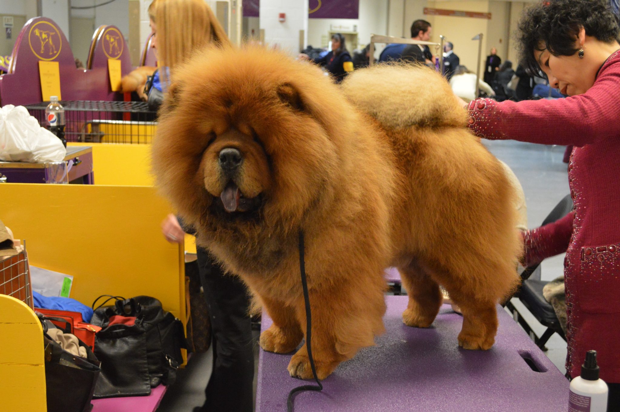 Chow Chow Dogs 101 Interesting Facts and Information #chowchow #dog ...