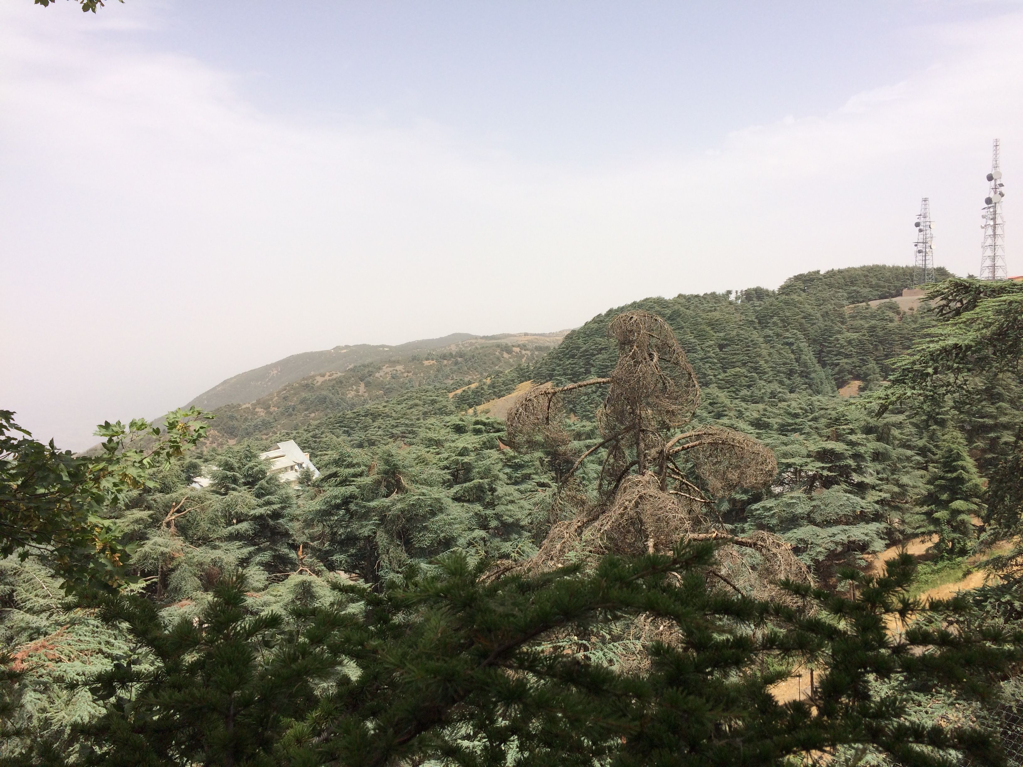 Vue panoramique de la Foret de Chrea, Algérie | Algérie: La foret de ...