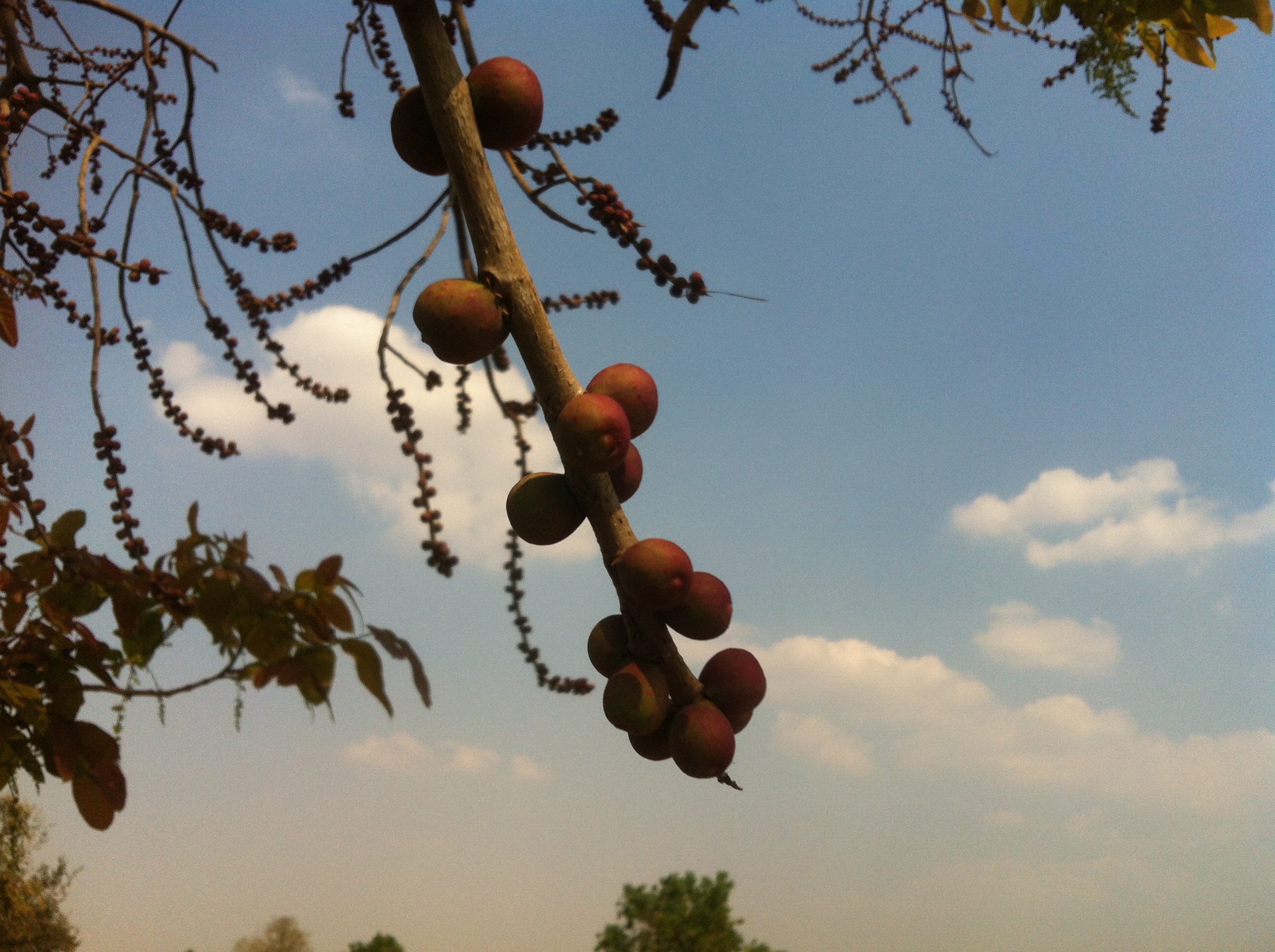 Chrey fruits in beng lake photo