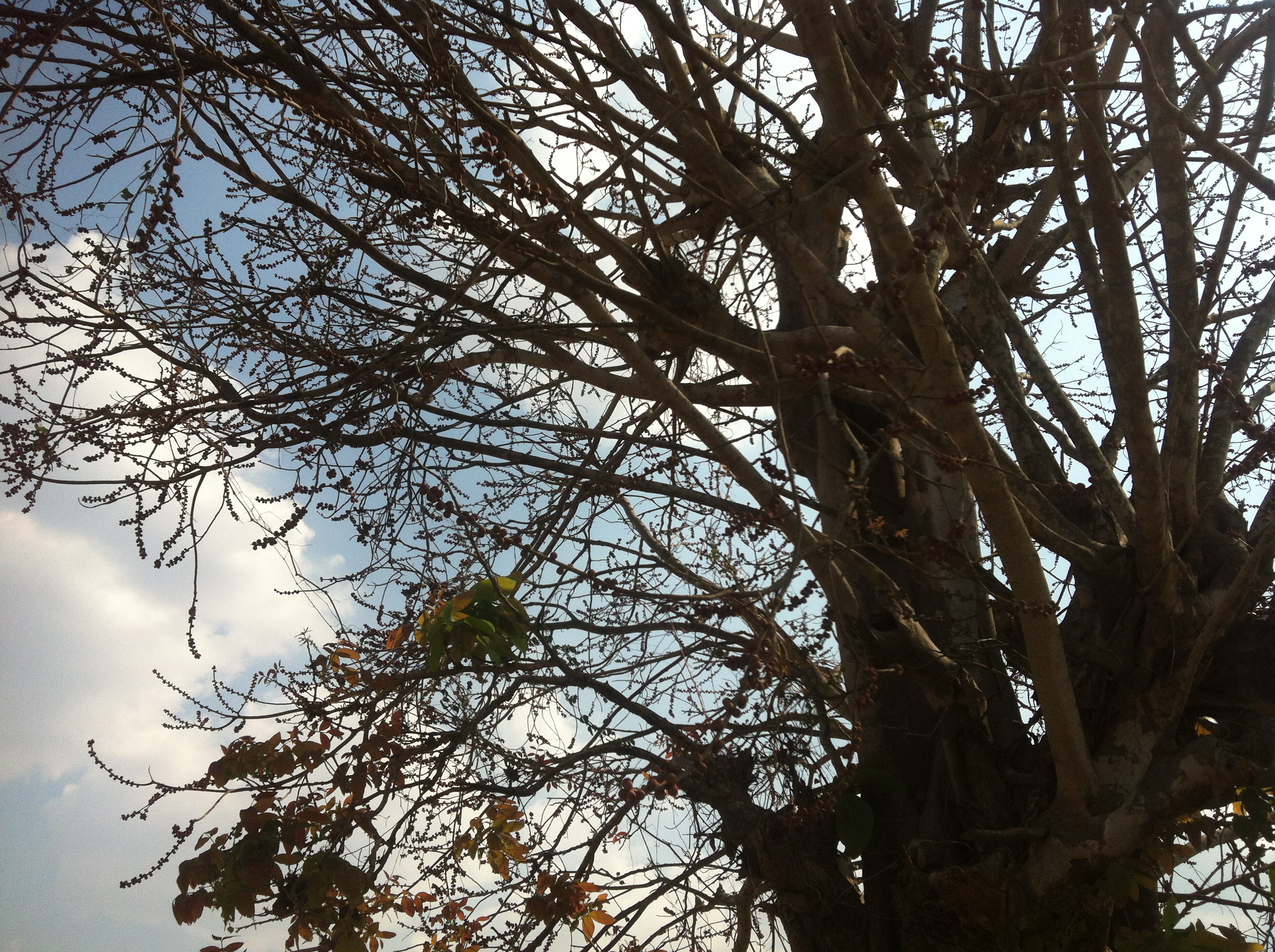 Chrey tree in beng lake photo