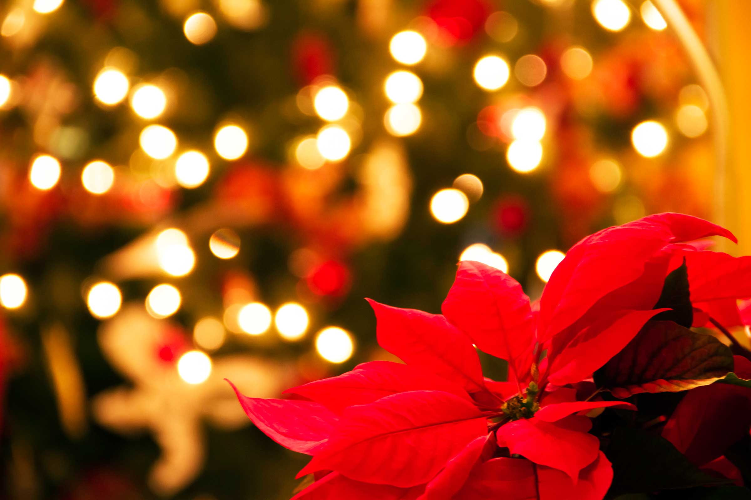 Why Poinsettias Are the Official Christmas Flower | Reader's Digest