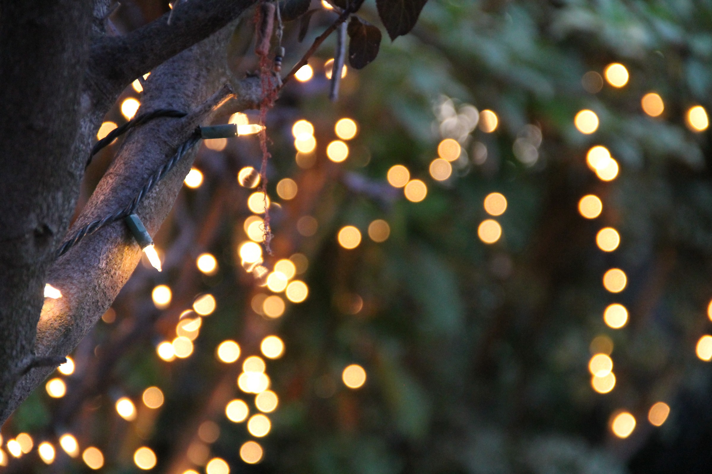 Free Stock Photo of Bokeh of String Lights on Tree
