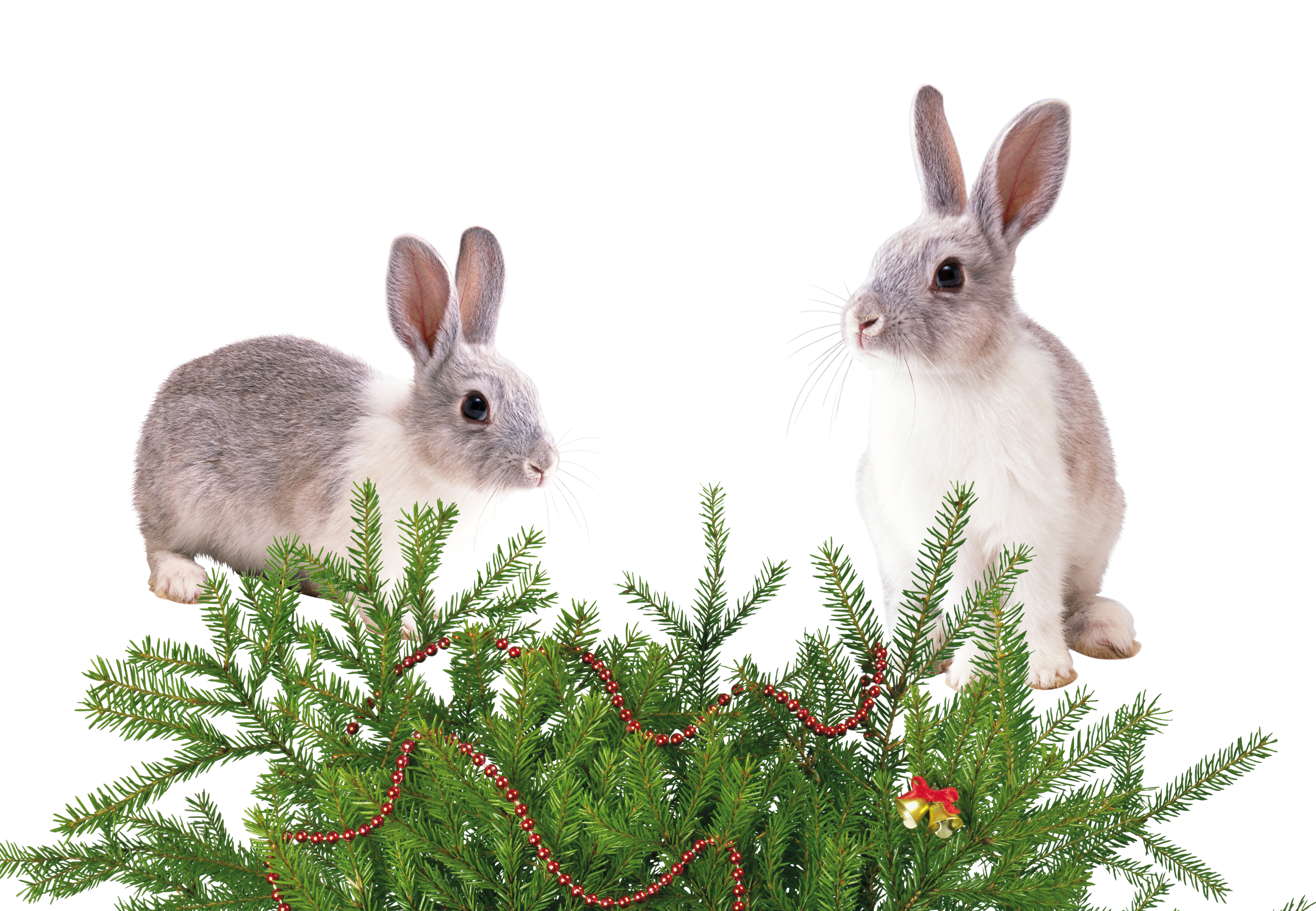Christmas bunnies photo
